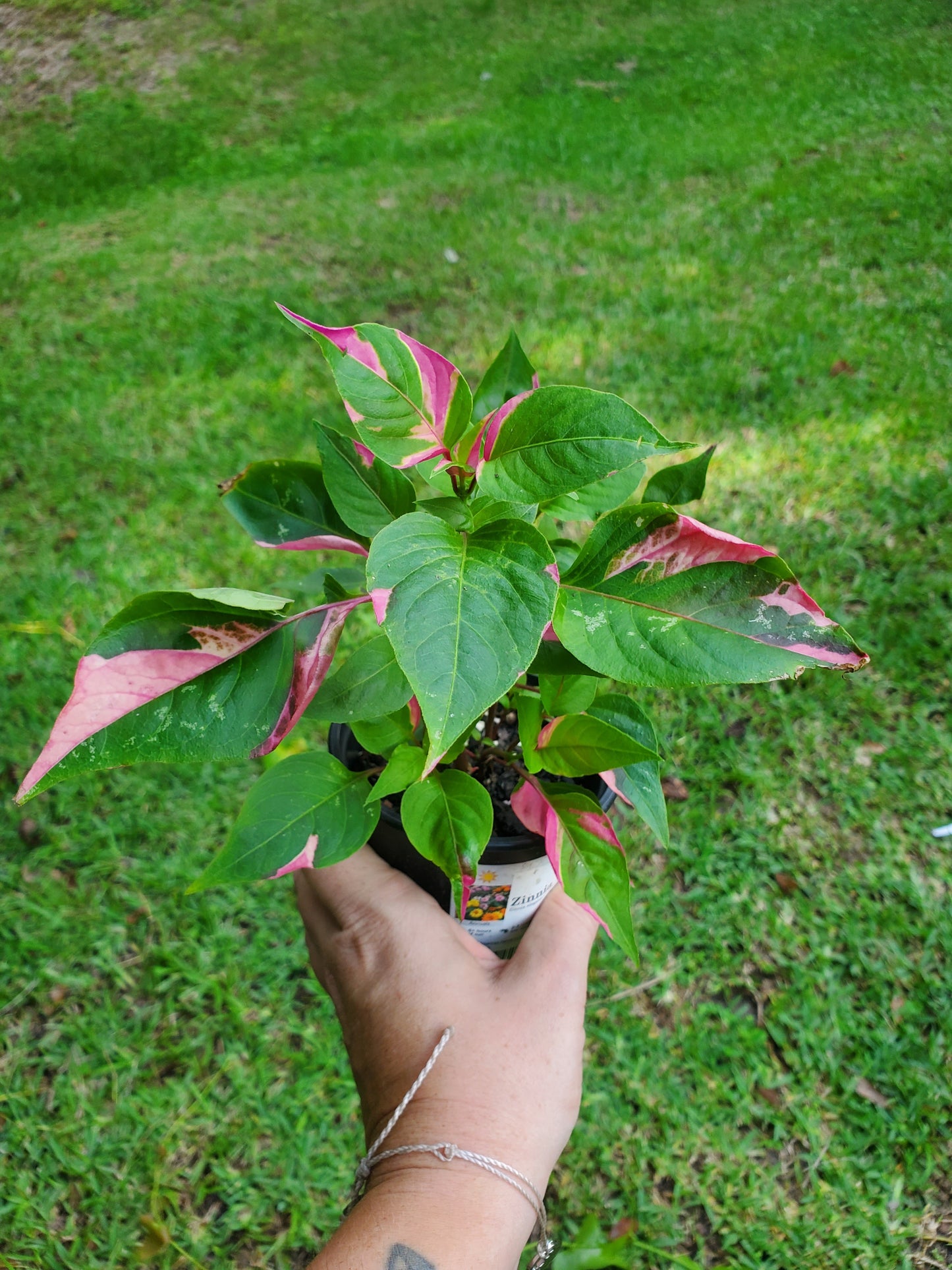 Beginners Basics Monthly Plant Box Subscription