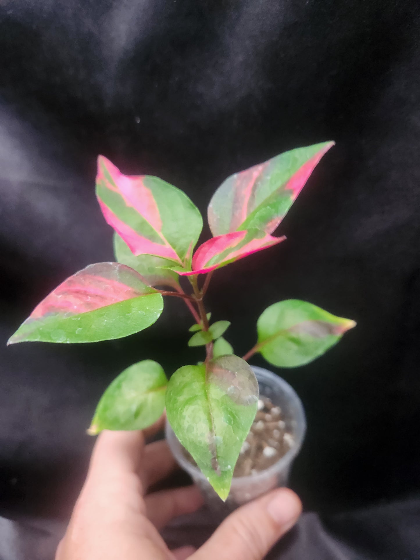 Party Time Alternanthera