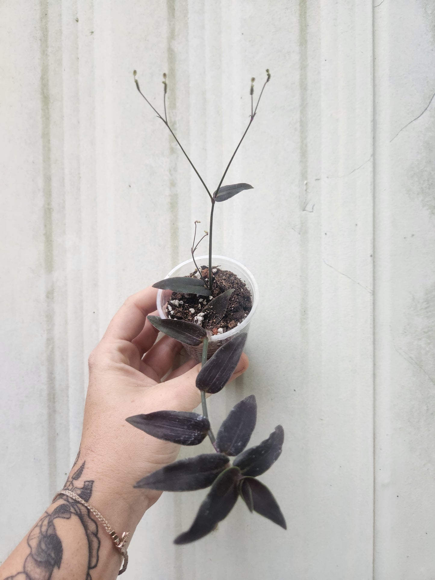 Jose Puig Tradescantia