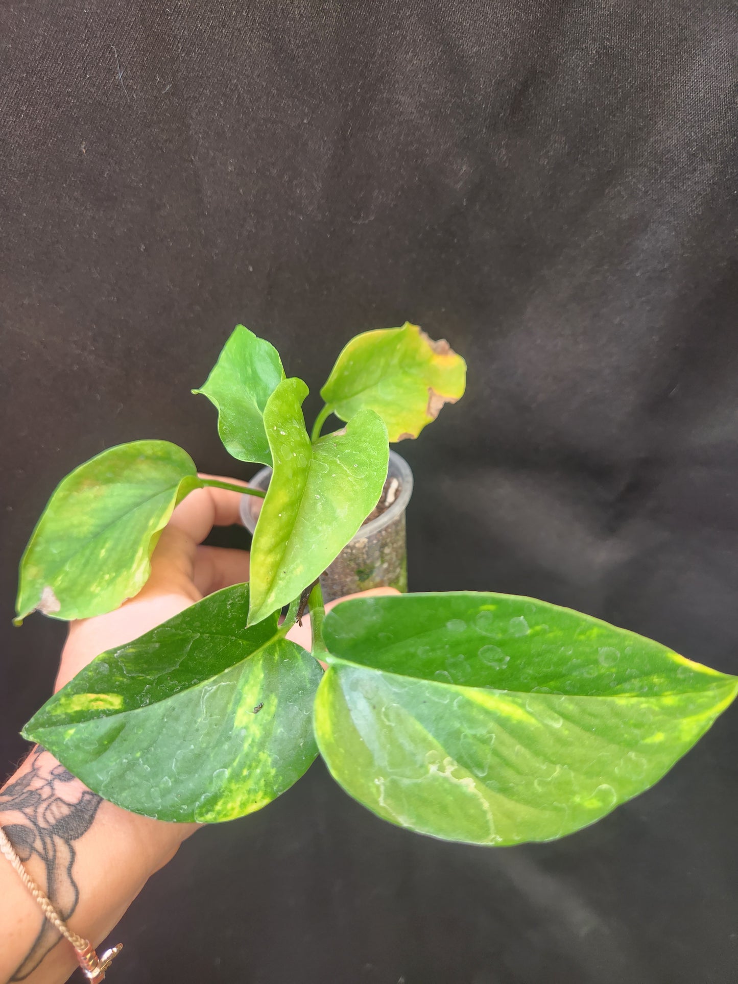 Golden Pothos