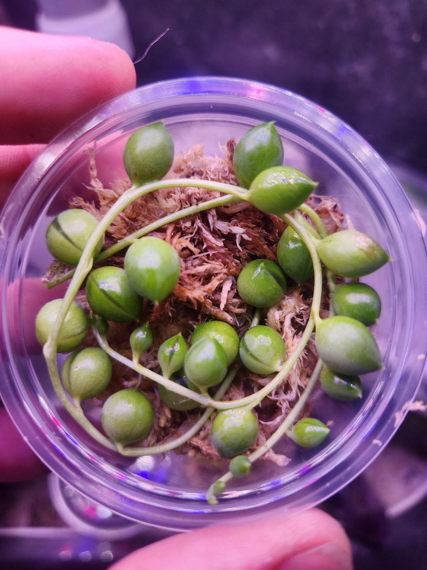 String of Pearls