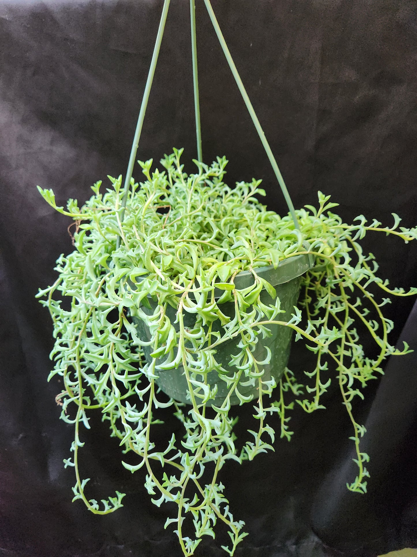 String of Dolphins