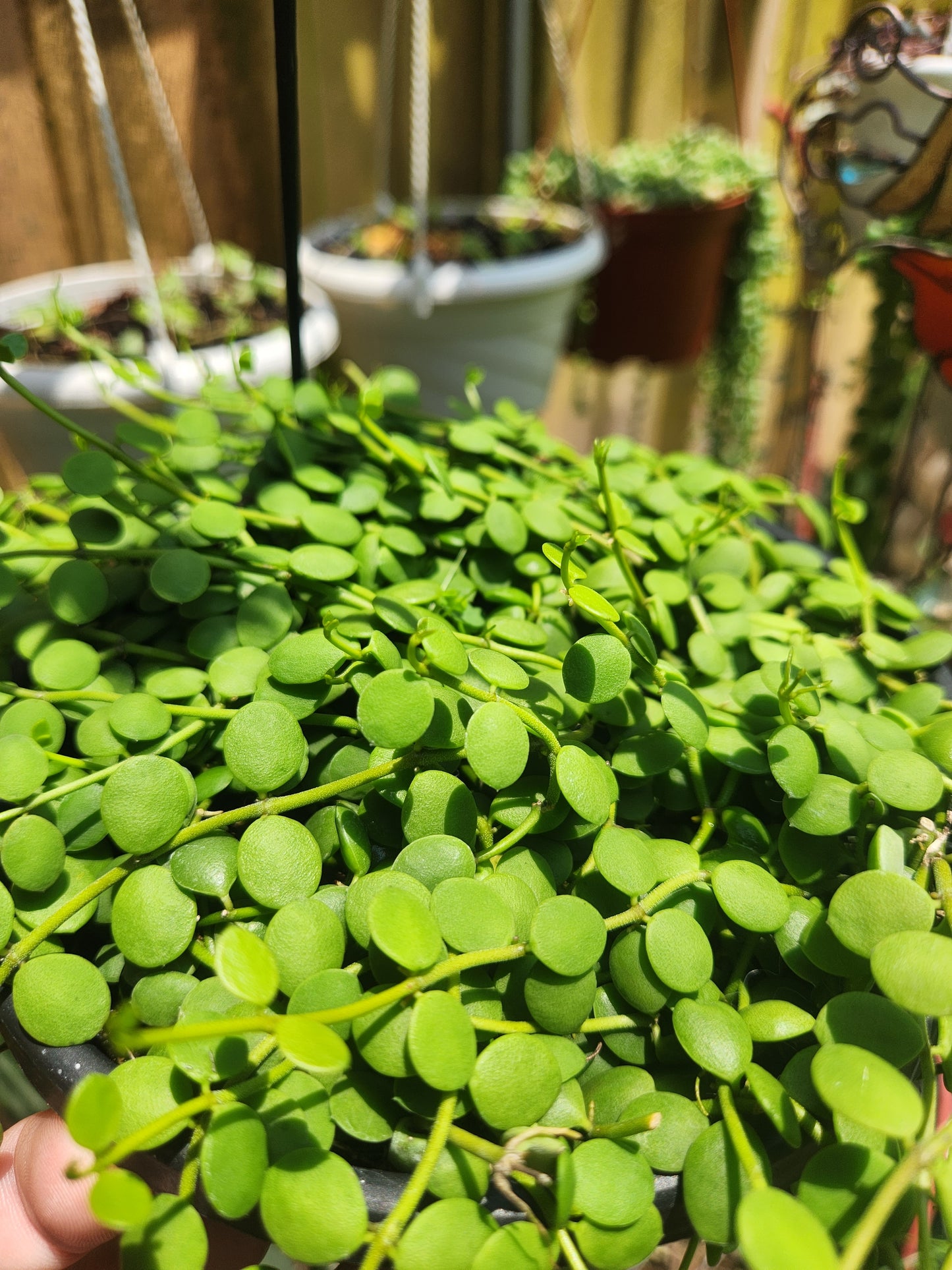 String of Nickels
