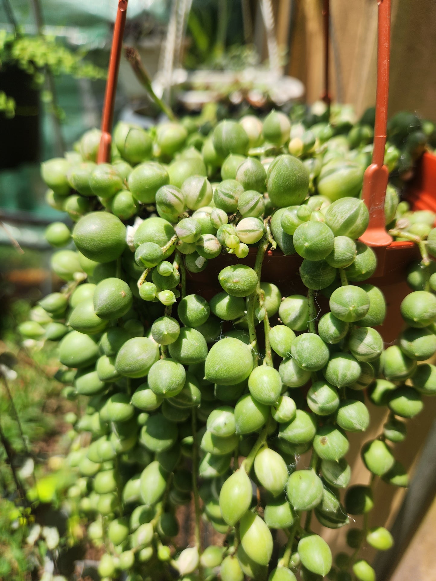Variegated String of Pearls