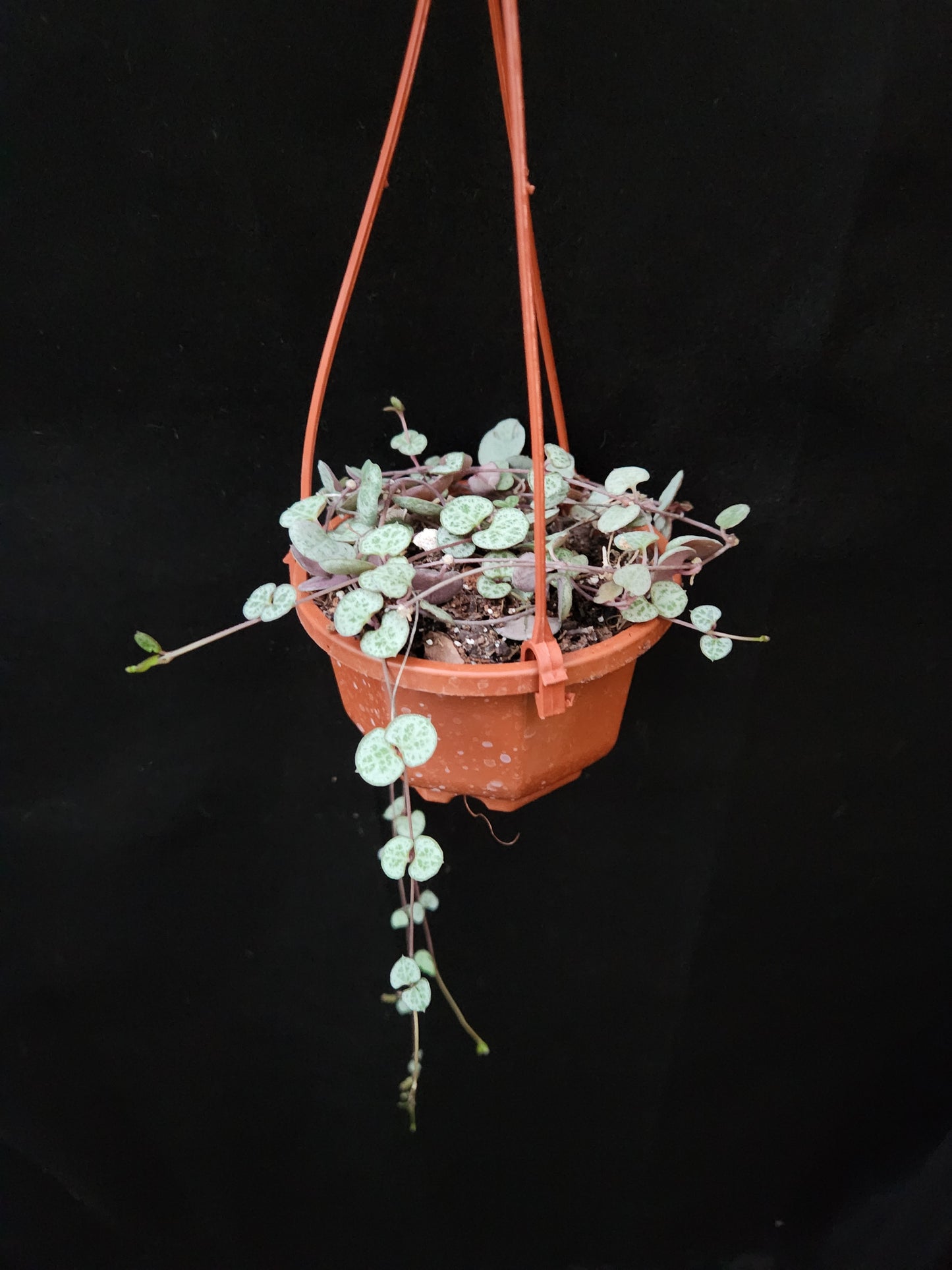Silver Glory String of Hearts