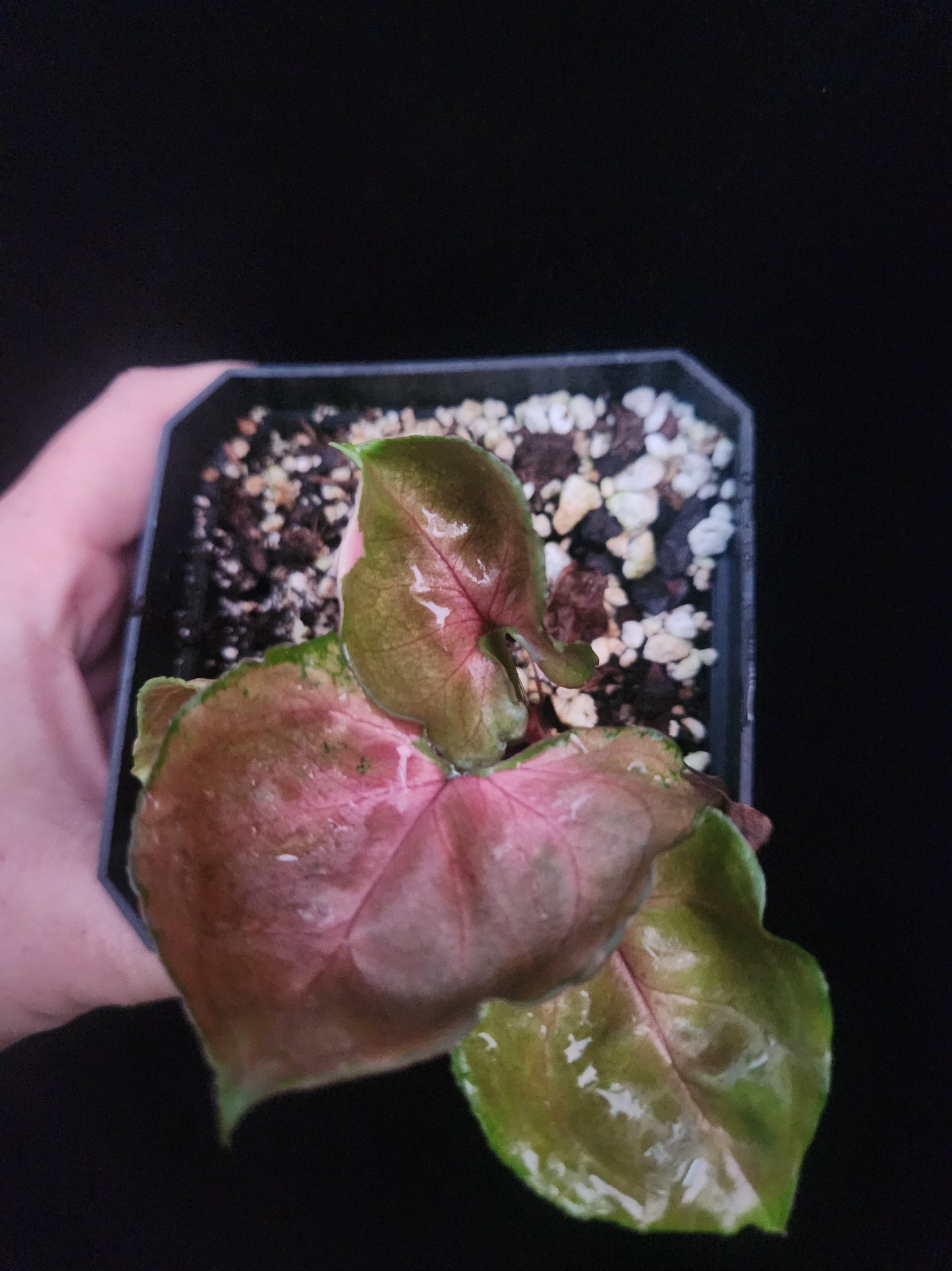 Strawberry Ice Syngonium