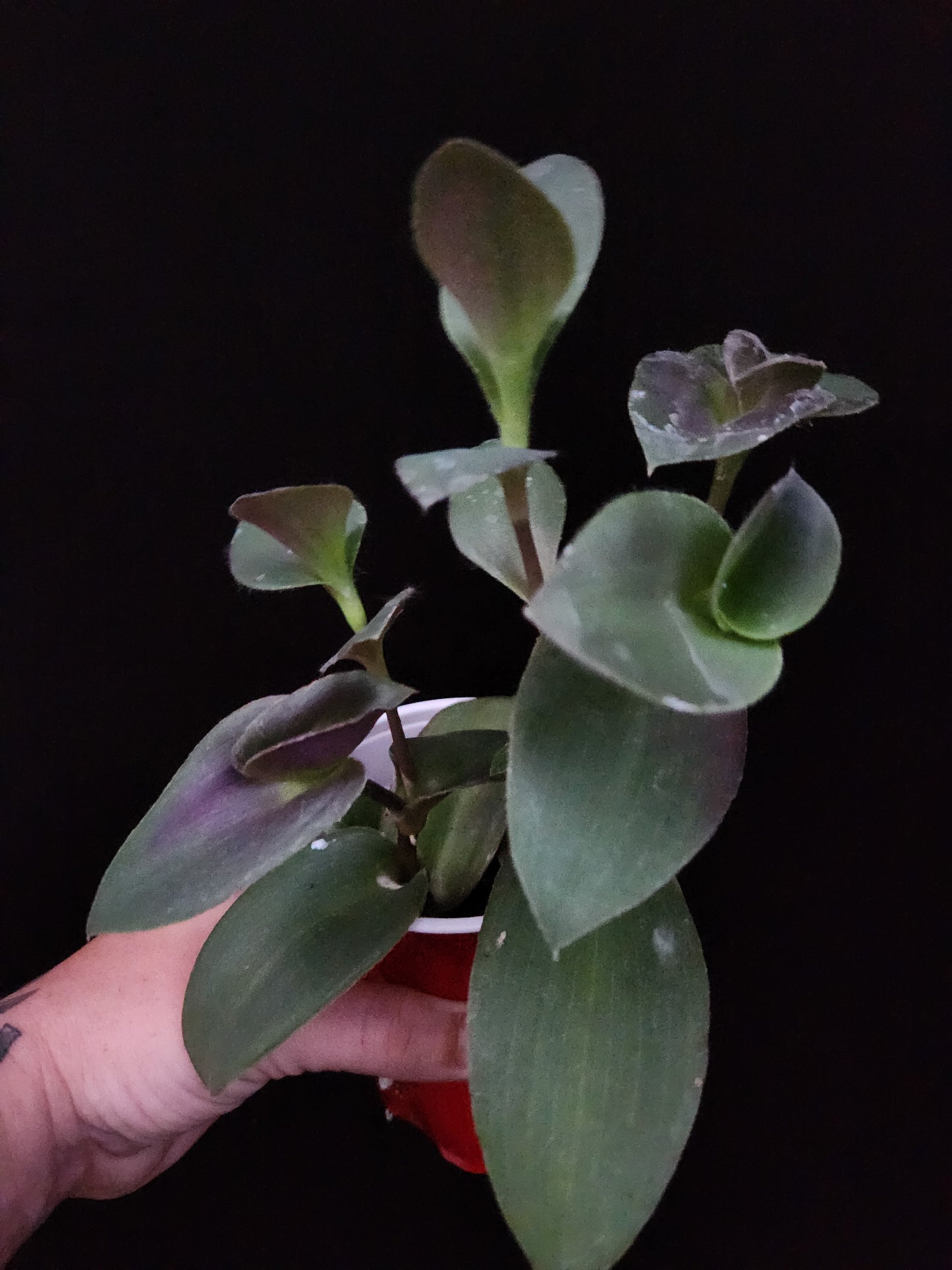 Pale Puma Tradescantia