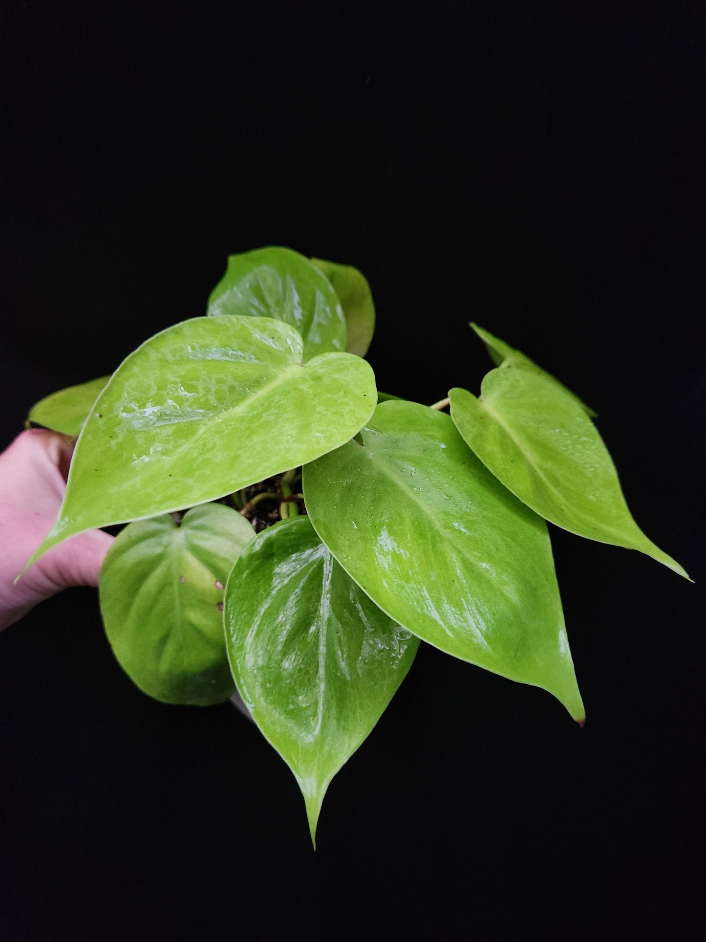 Lemon Lime Philodendron