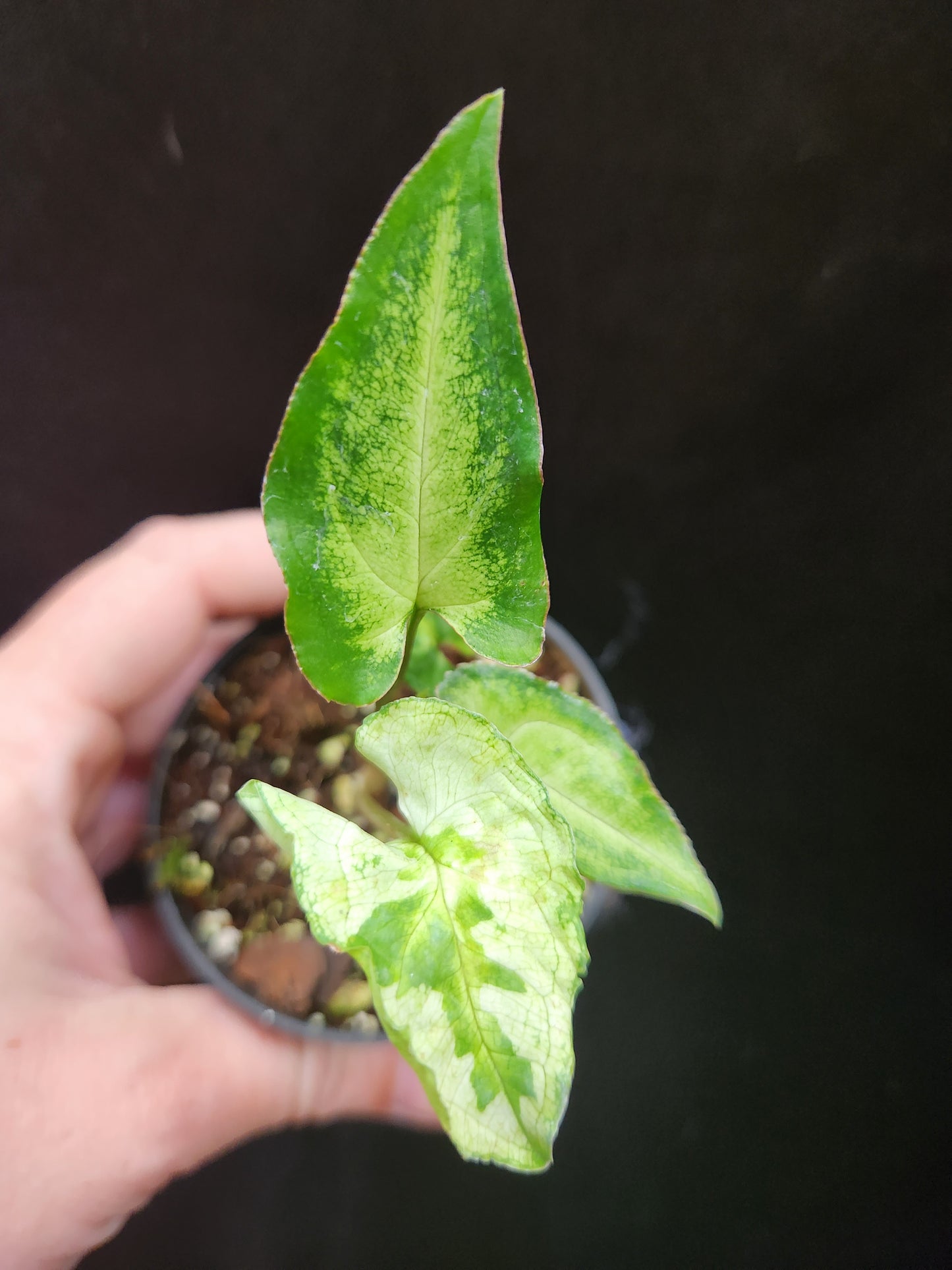 Three Kings Syngonium