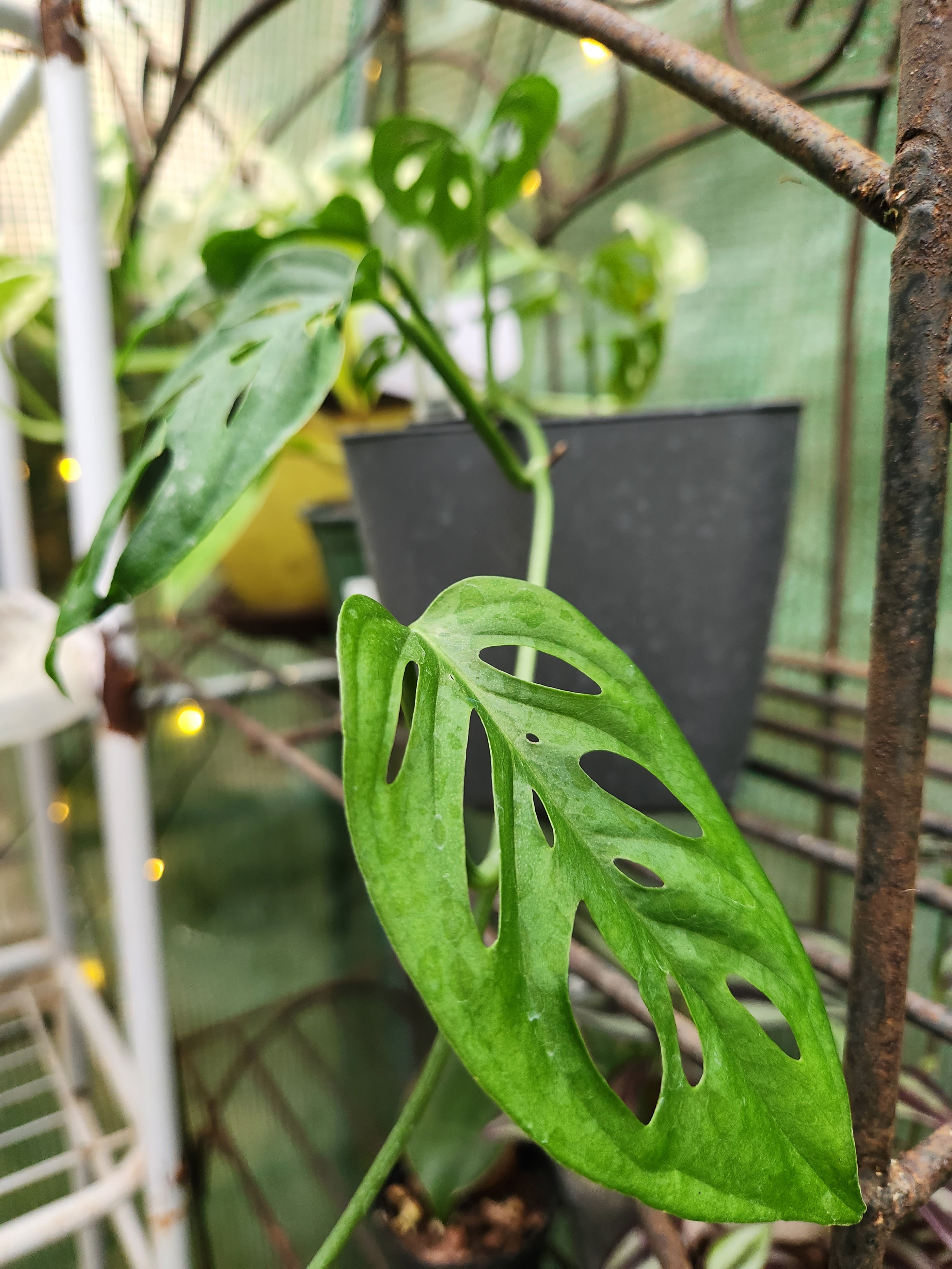 monstera adam sony Monstera Adonsanii Fairchild (Double Windows) Cutting
