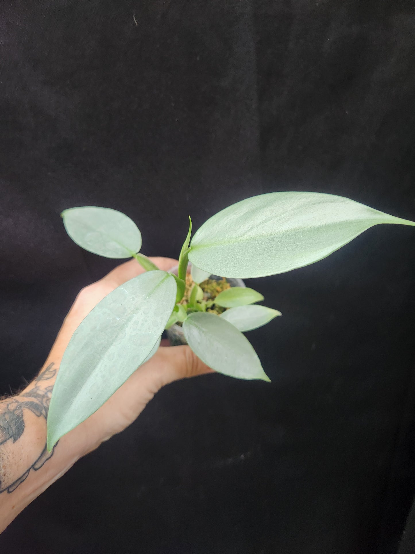 Silver Sword Philodendron