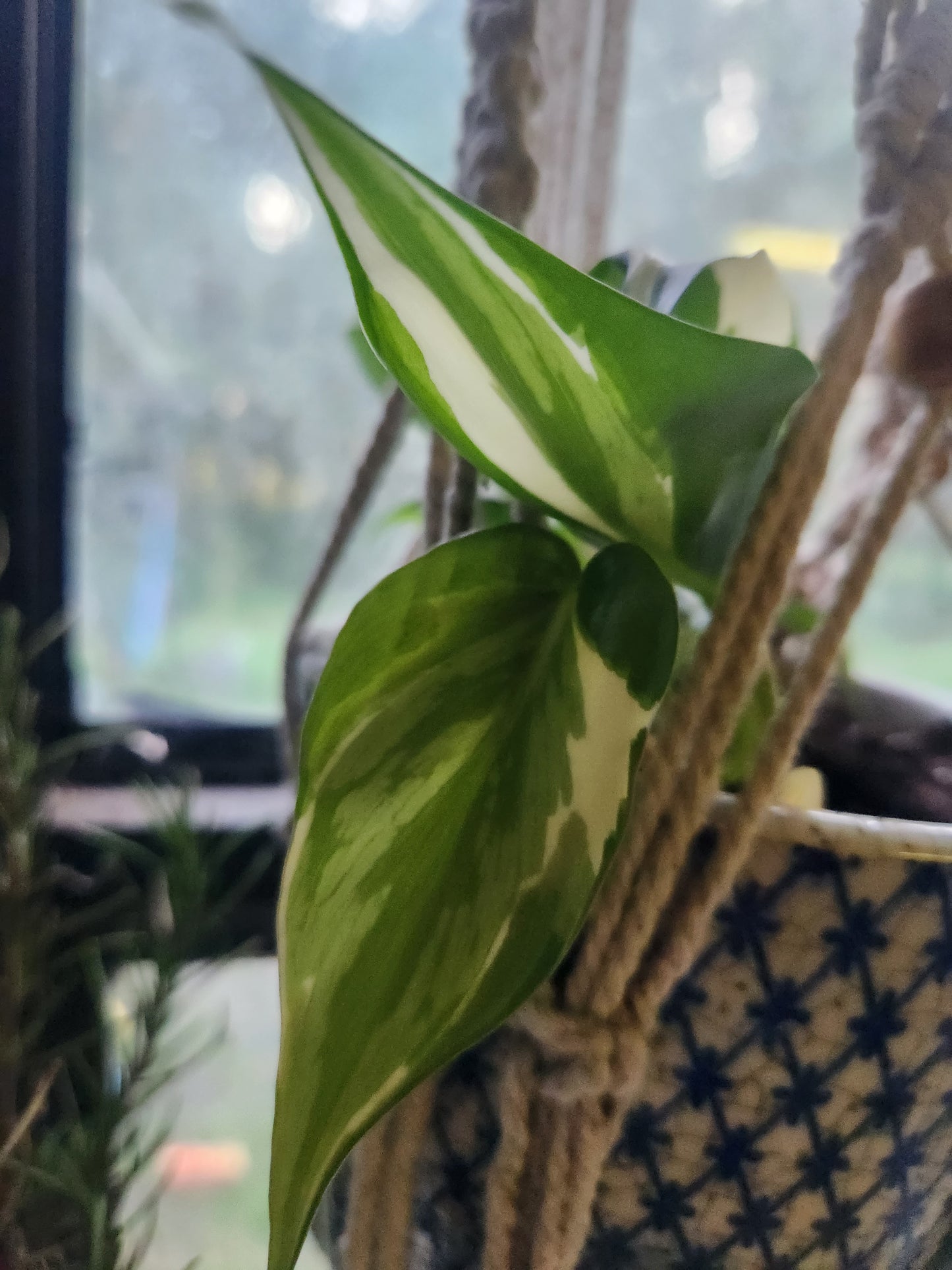 Philodendron Rio