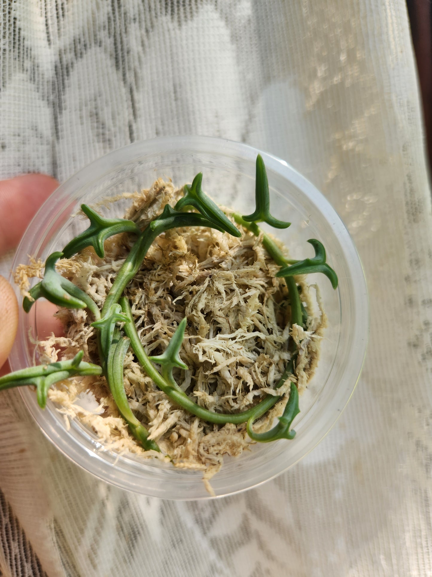 String of Things Propagation Kits