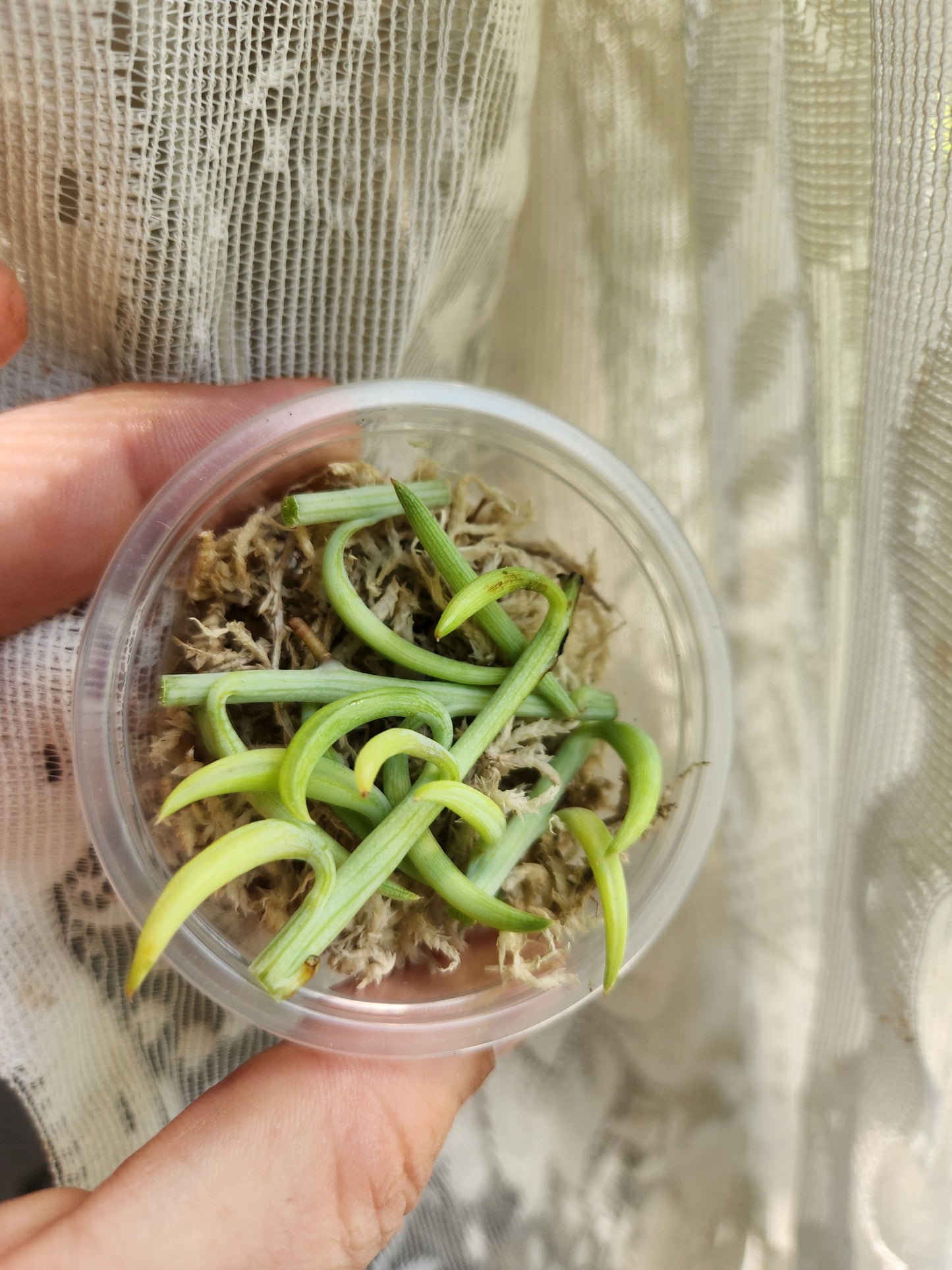 String of Things Propagation Kits
