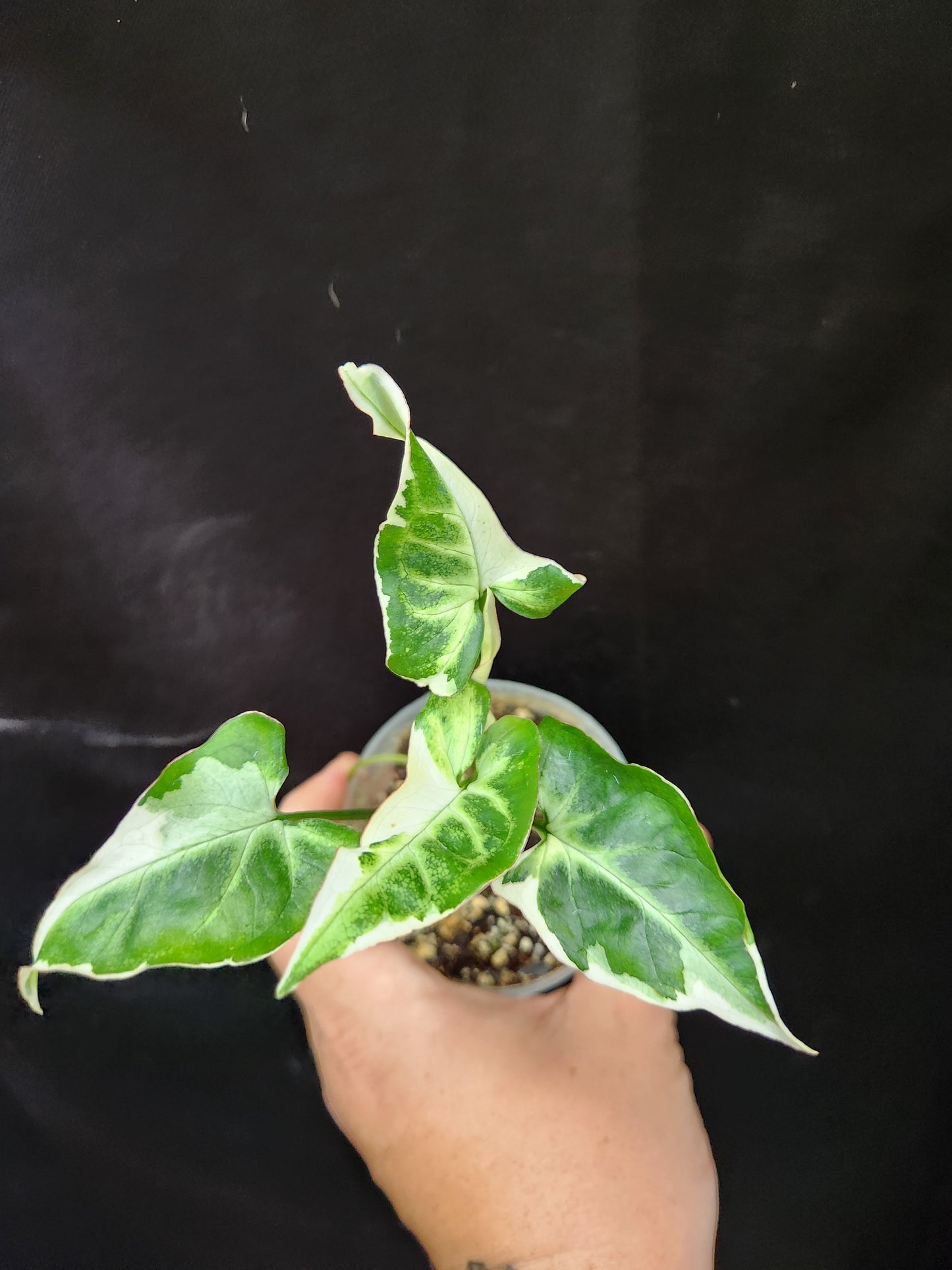 Syngonium T25