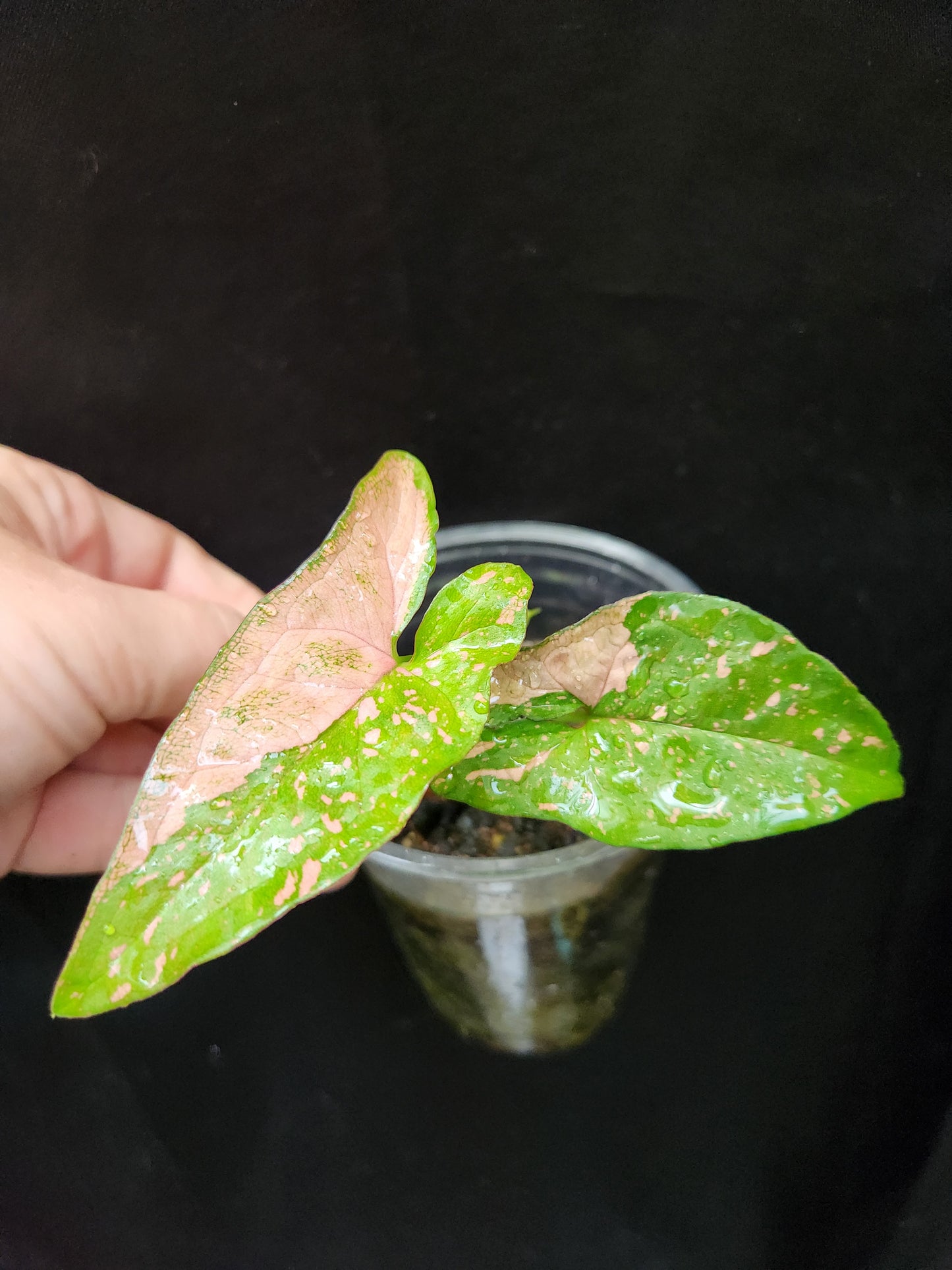 Syngonium Pink Splash