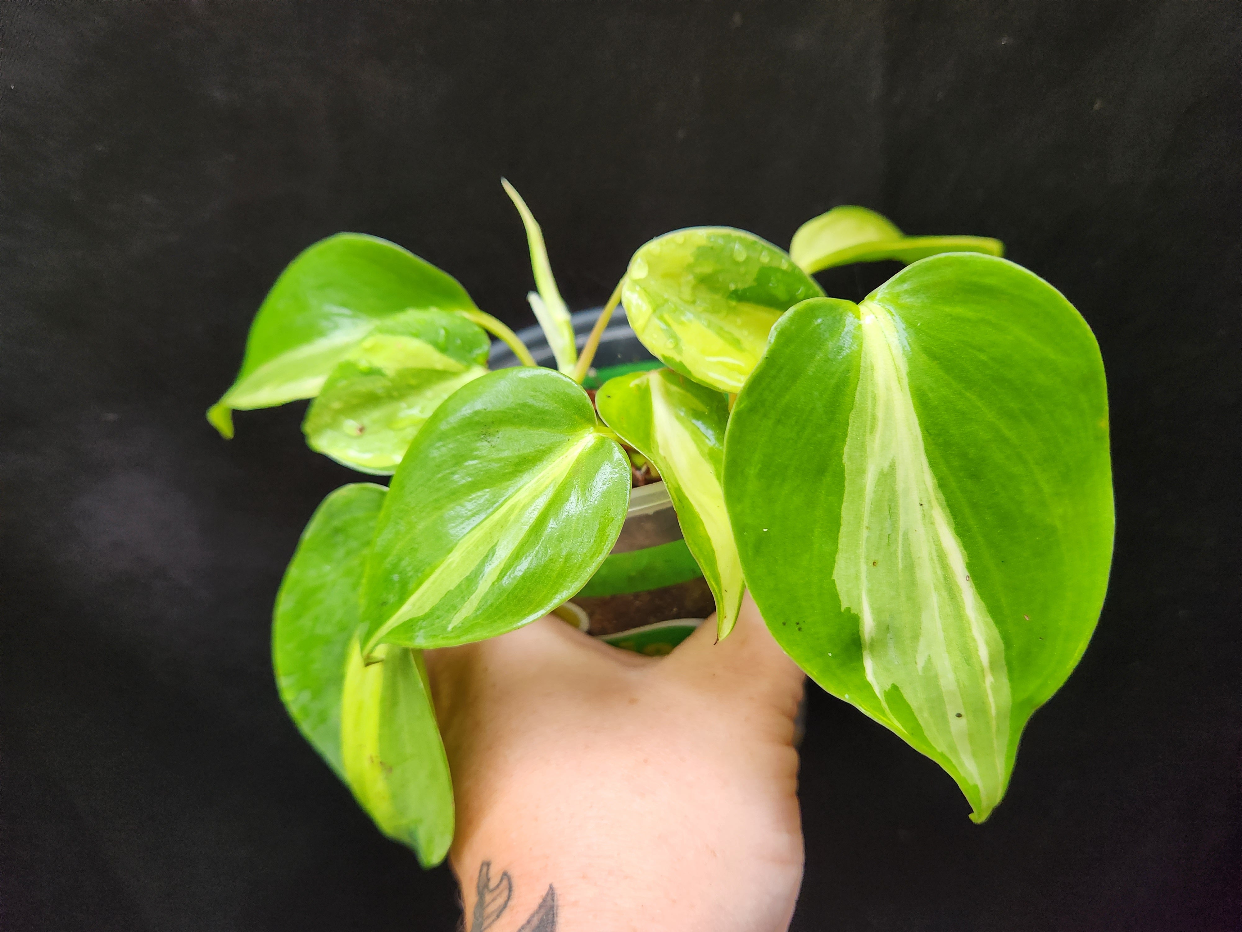 philodendron brasil carnival sport Philodendron Carnival Sport Cutting