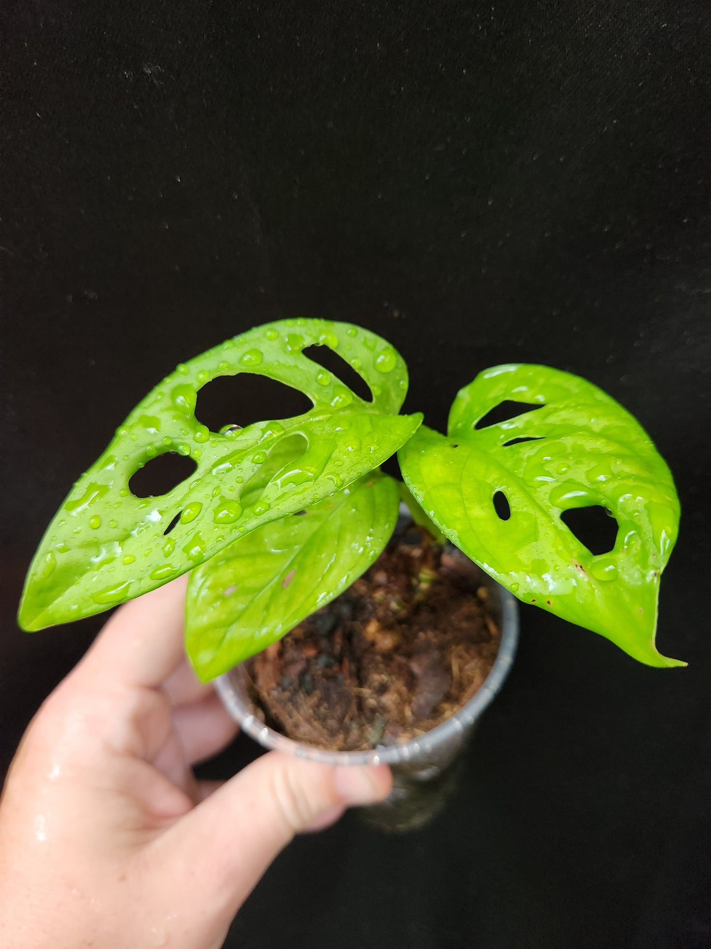 Monstera Adonsanii