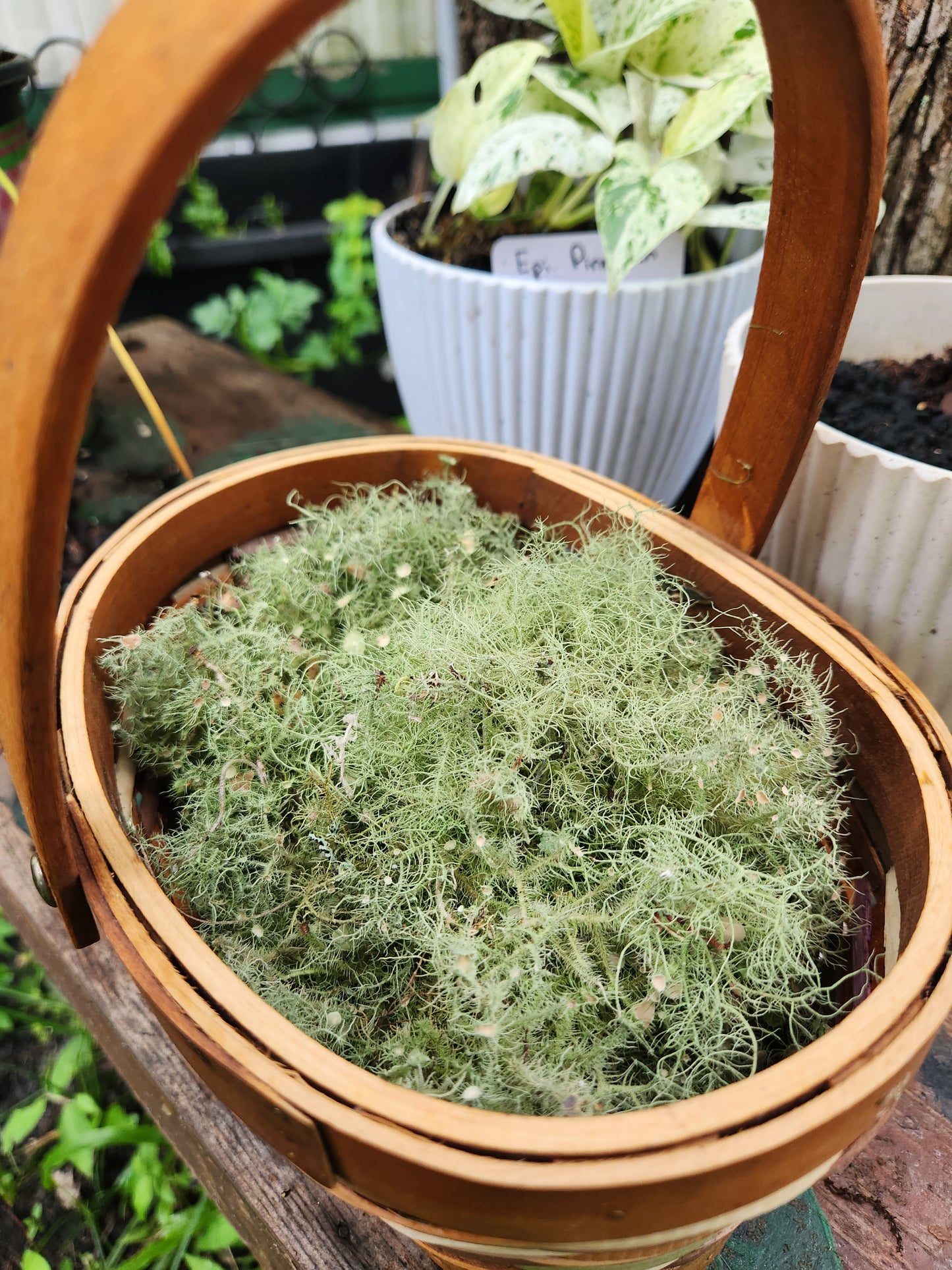 Fresh Harvested Usnea Lichen