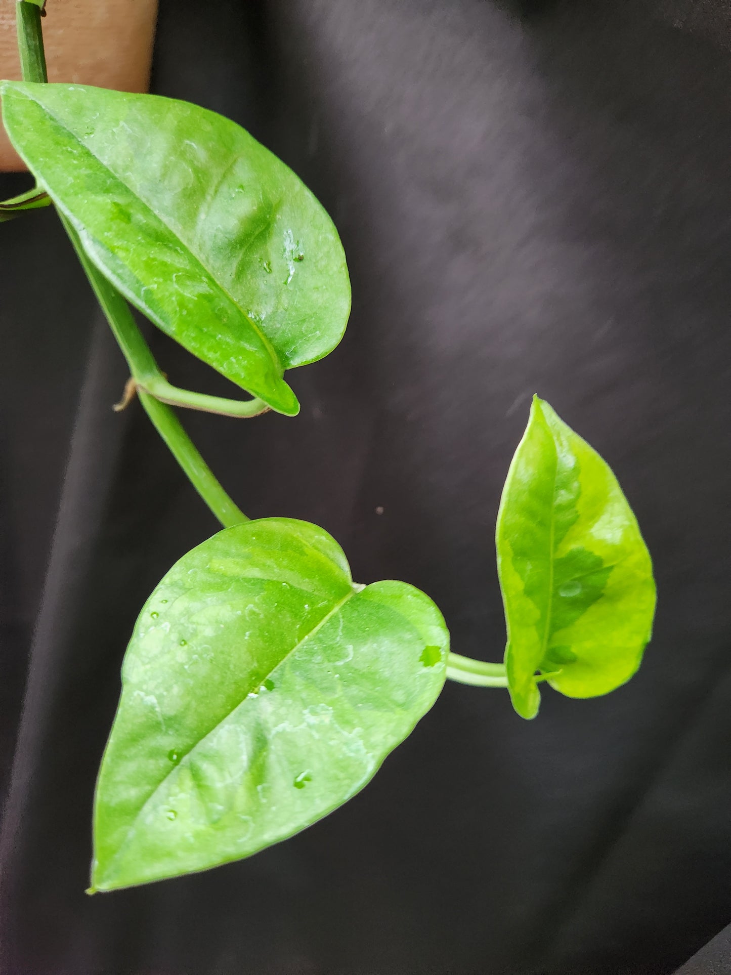 Emerald Pothos