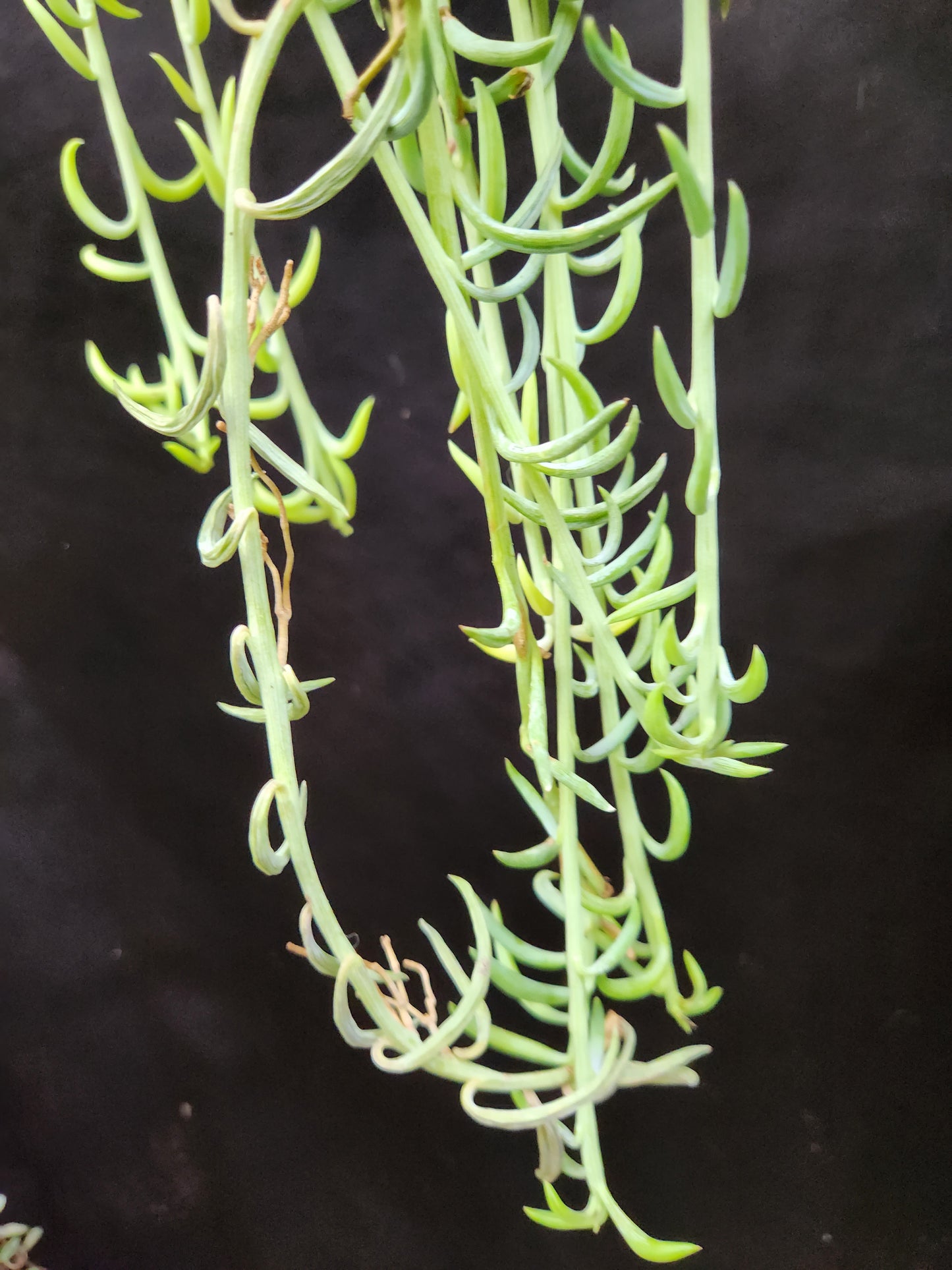 String of Fishhooks
