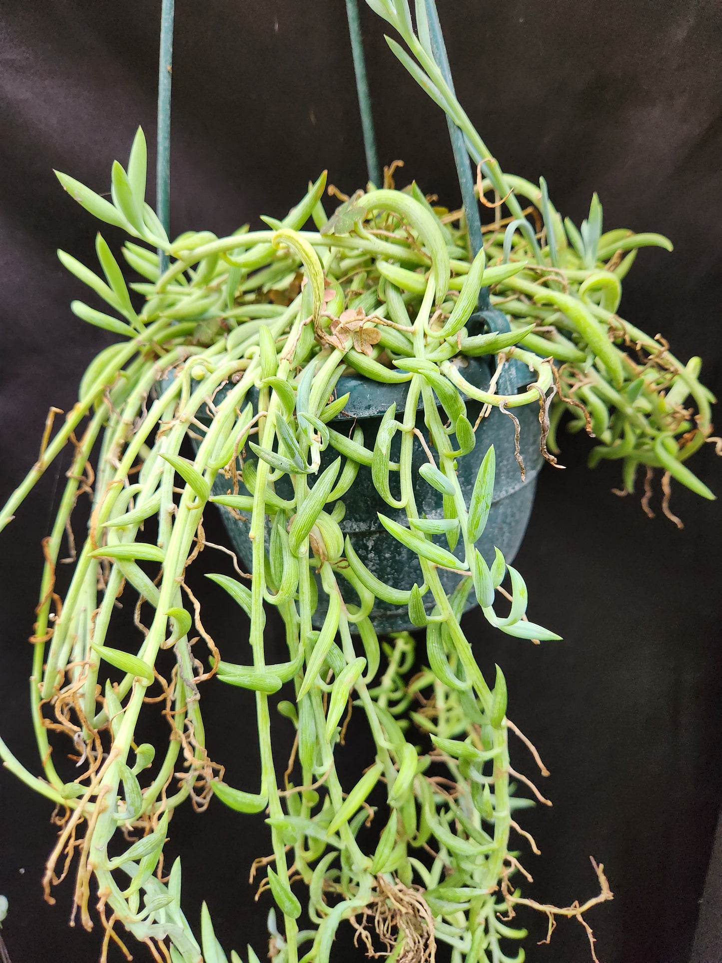 String of Fishhooks
