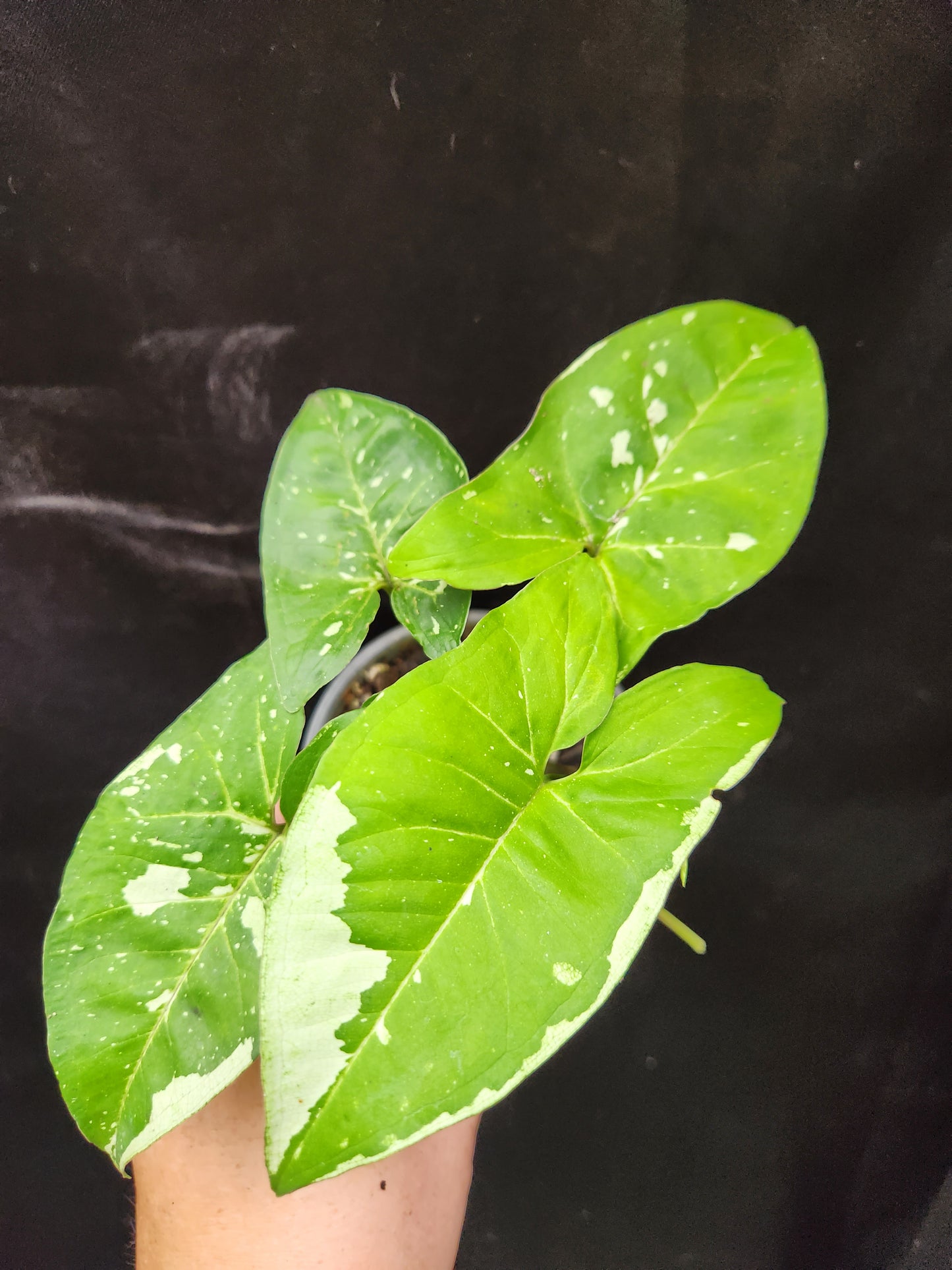 Syngonium Panda