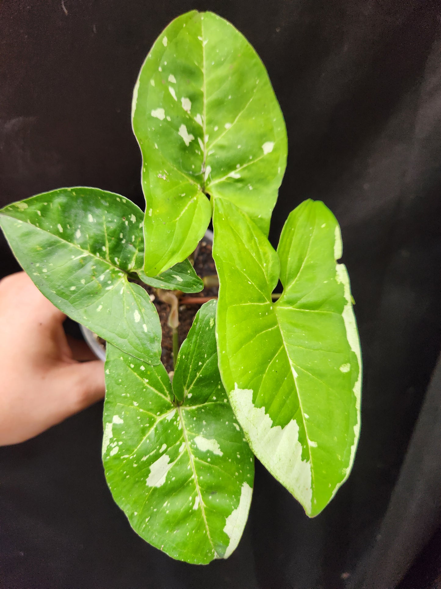Syngonium Panda