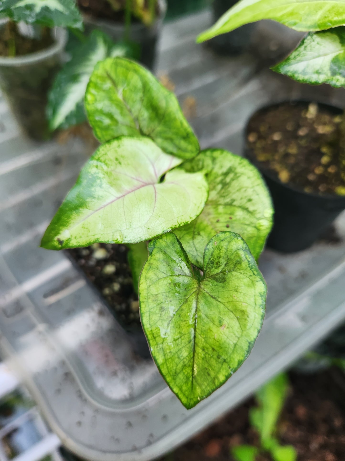 Syngonium Matcha Sprinkles