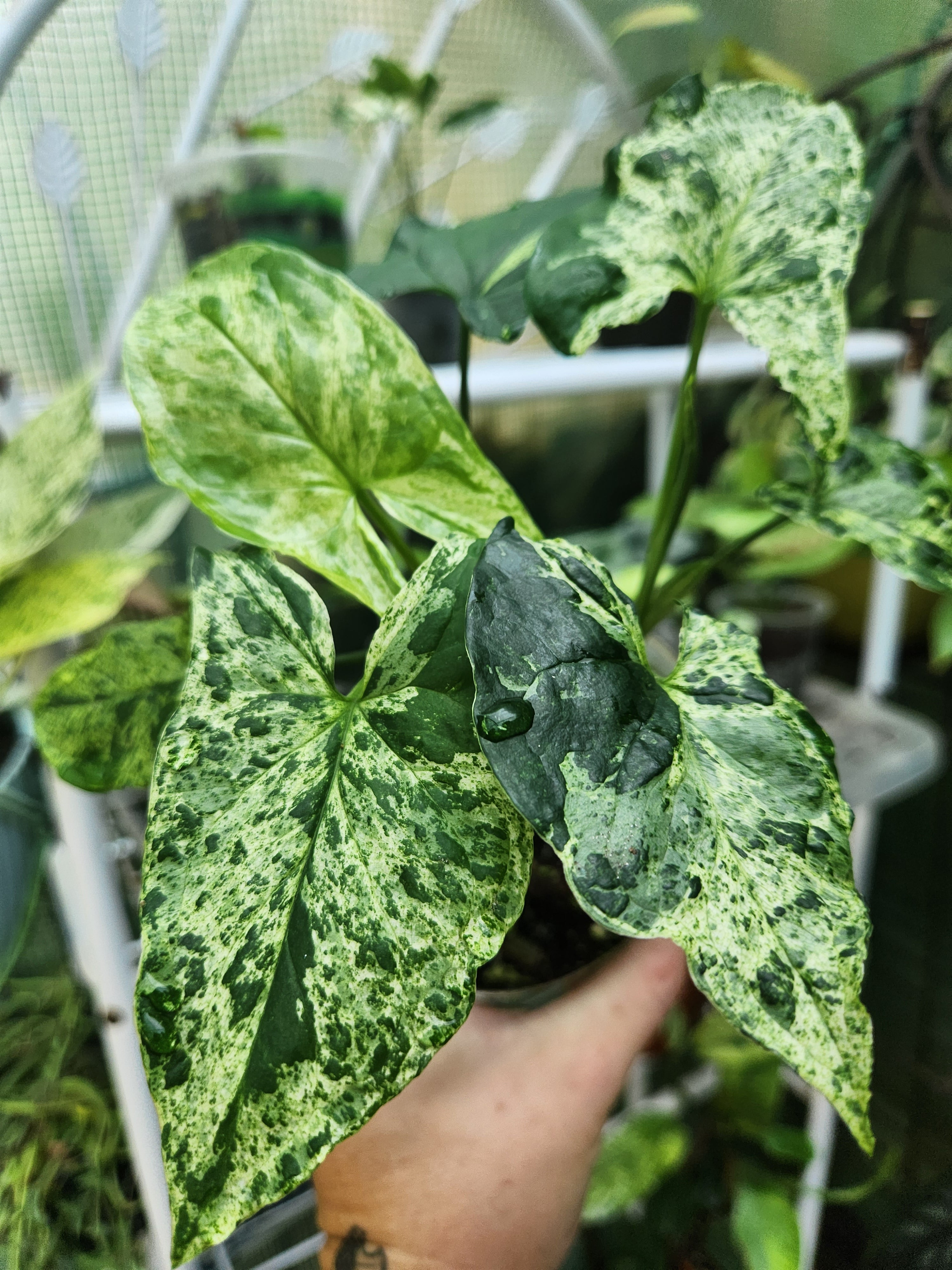 Variegated Syngonium motled retailer mojito plant cuttings