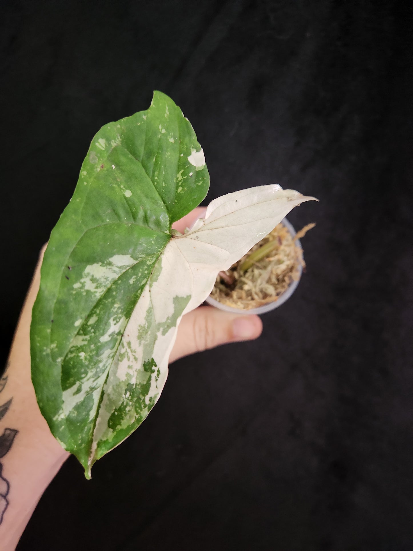 Syngonium Albo