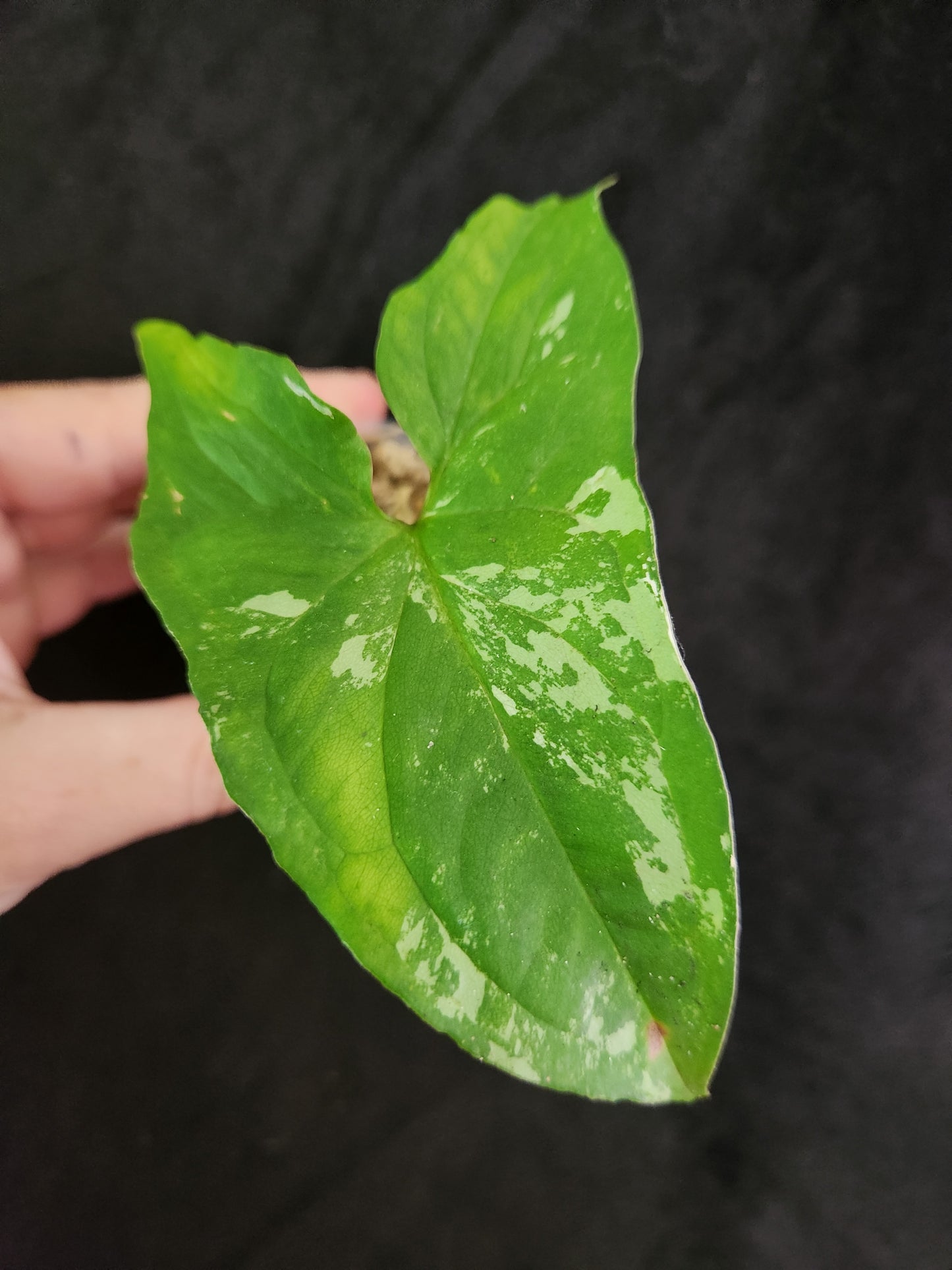 Syngonium Albo