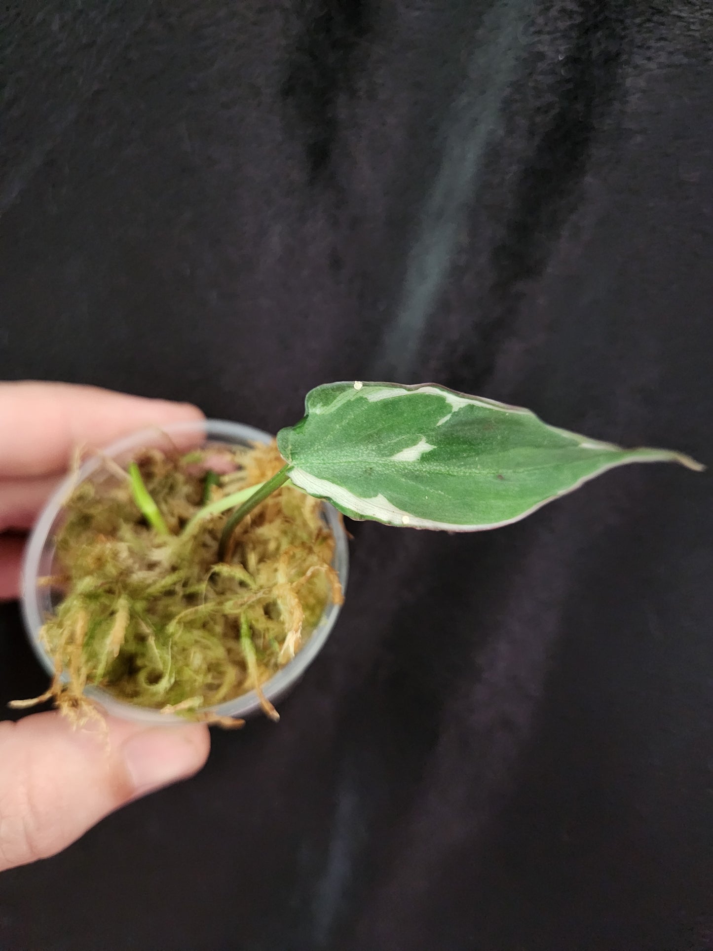 Philodendron Velvet Halo Mican