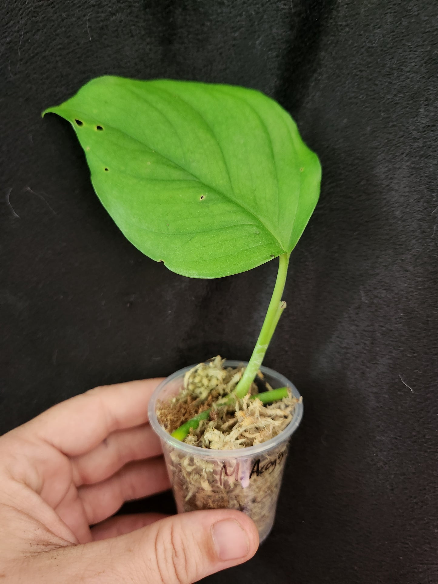 Monstera Acacoyaguensis