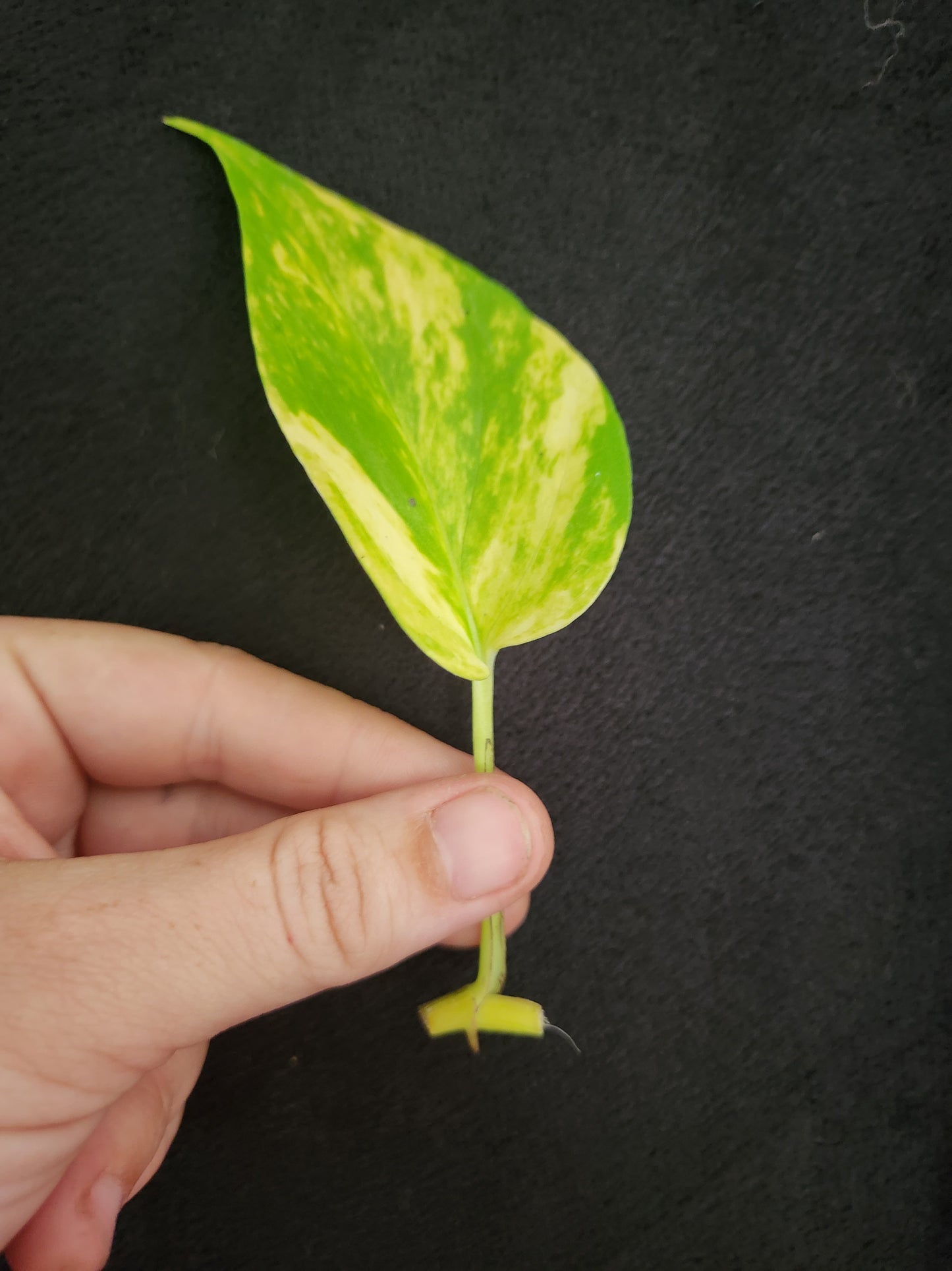 Variegated Neon Marble Pothos