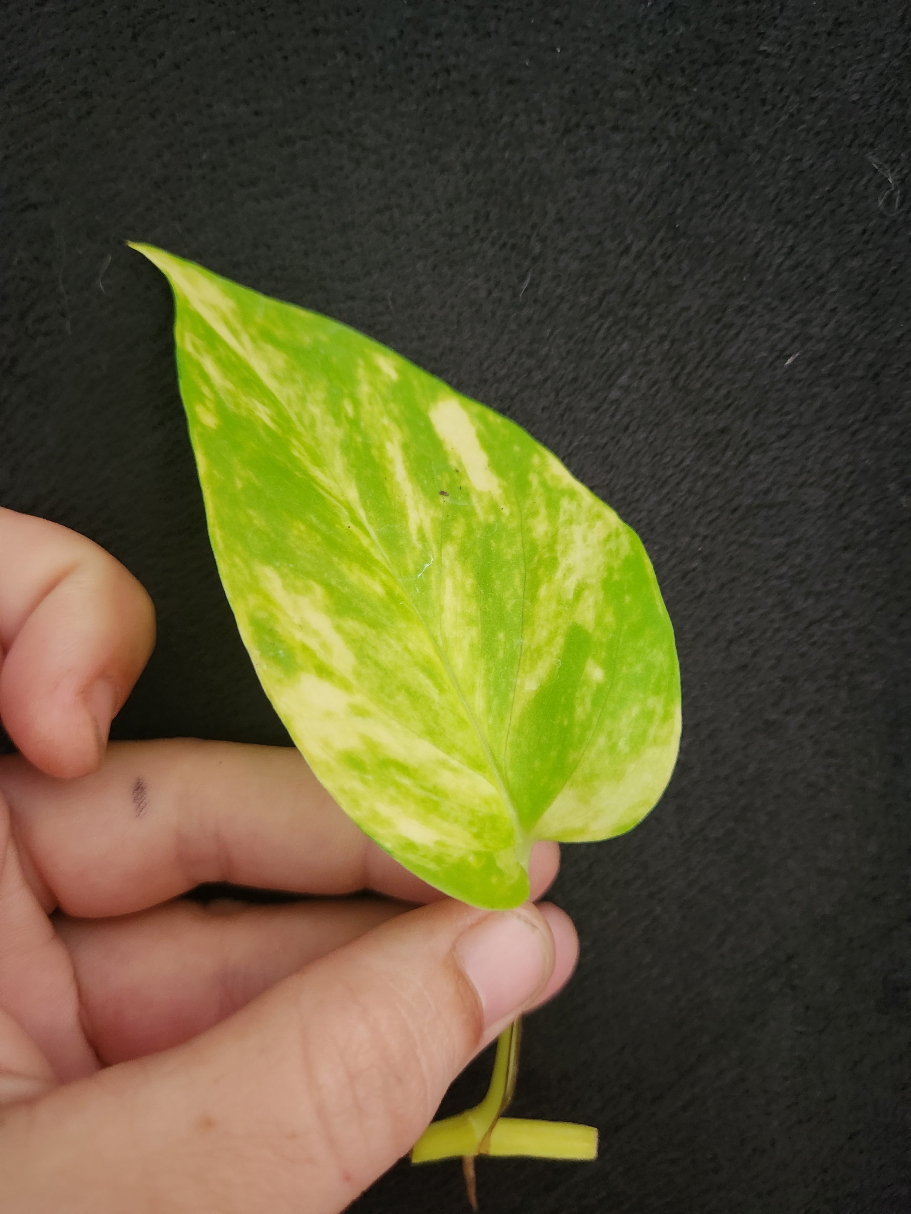marble neon pothos Variegated Neon Marble Pothos 4in pot