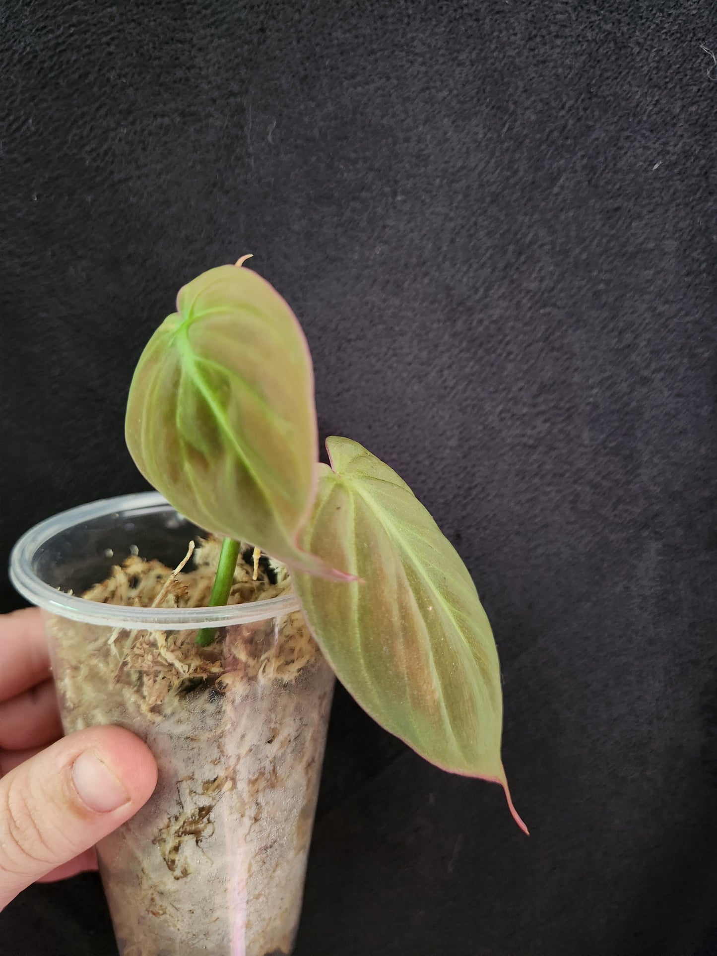 Reverted Philodendron Mican Aurea