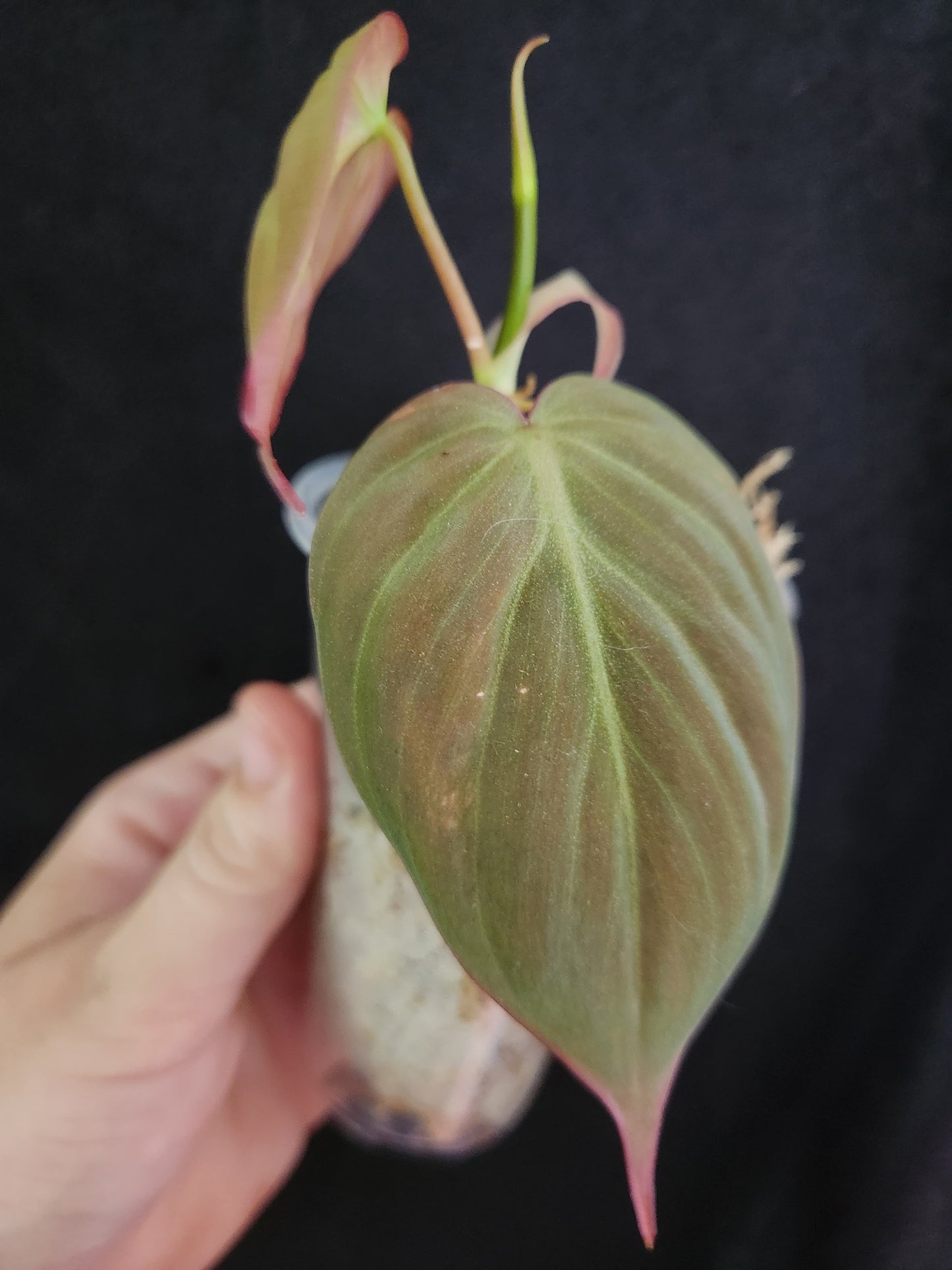 Reverted Philodendron Mican Aurea
