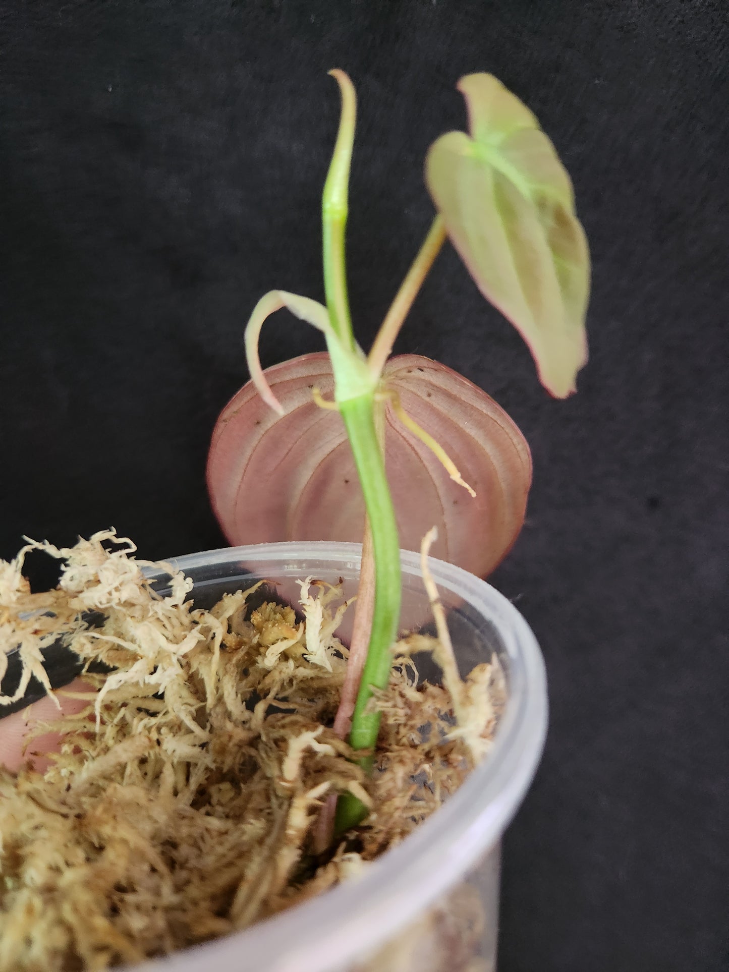 Reverted Philodendron Mican Aurea