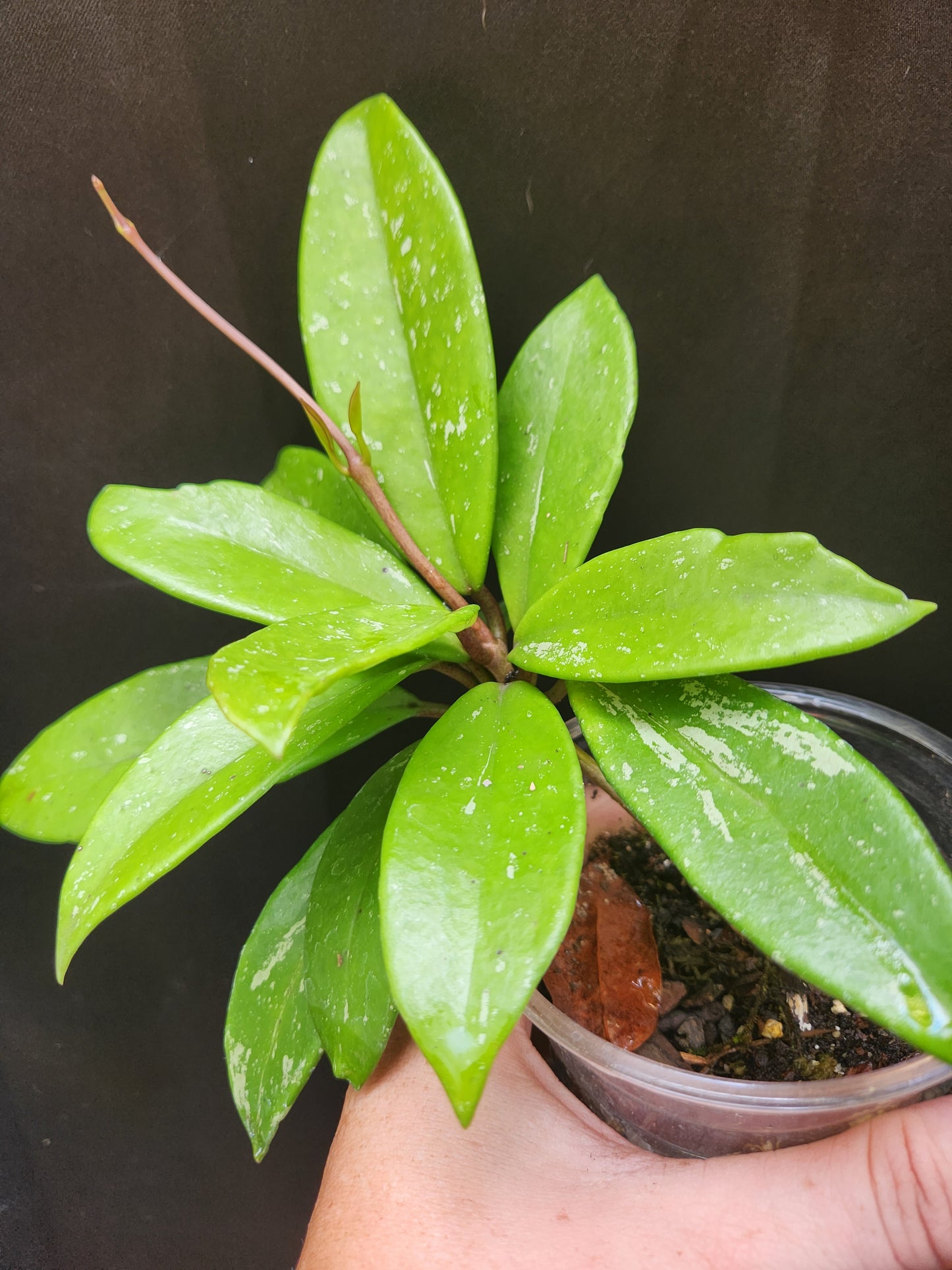 Hoya Pubicalyx Pink Silver