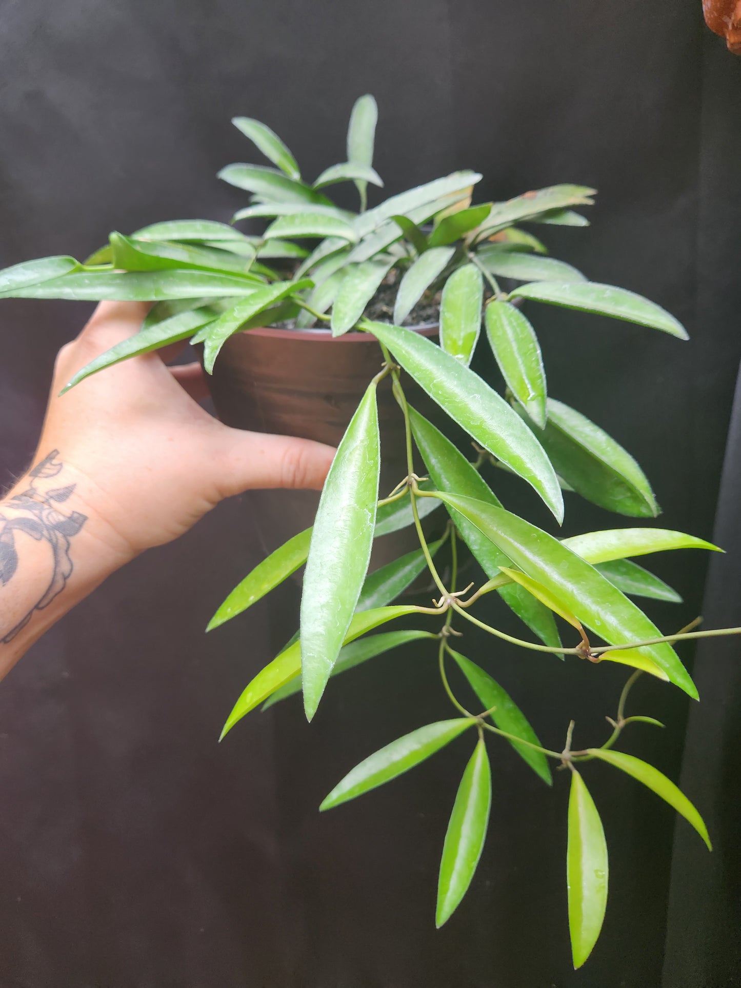 Hoya Green Wayetti