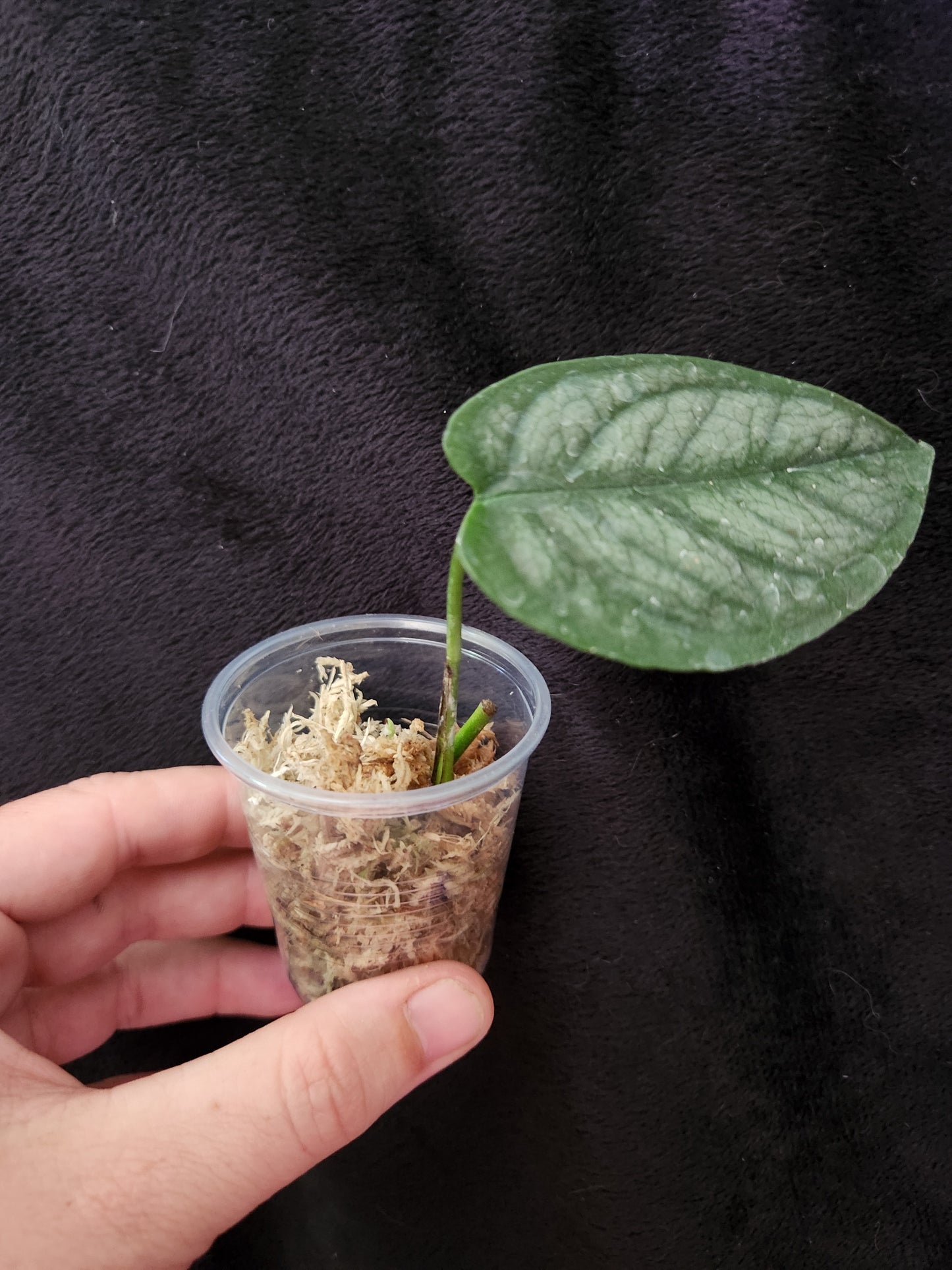 Monstera Siltepecana
