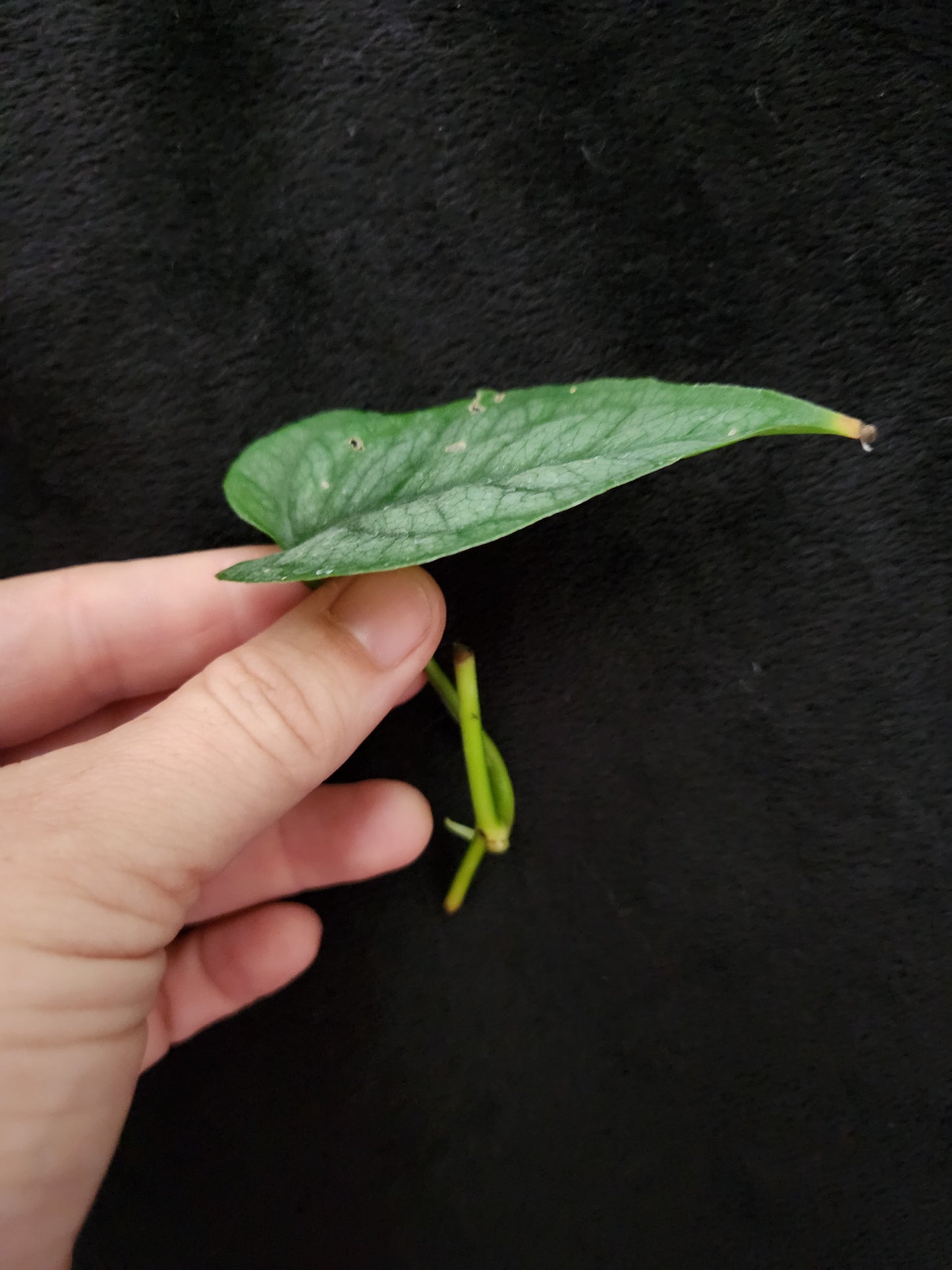 Monstera Siltepecana