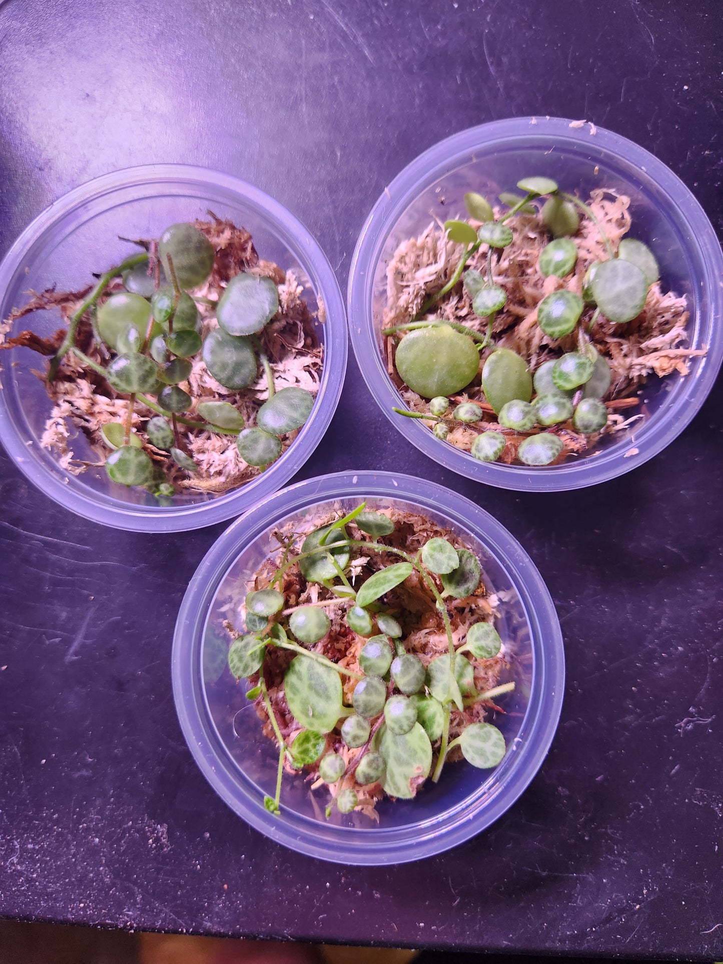 Peperomia Propagation Kit