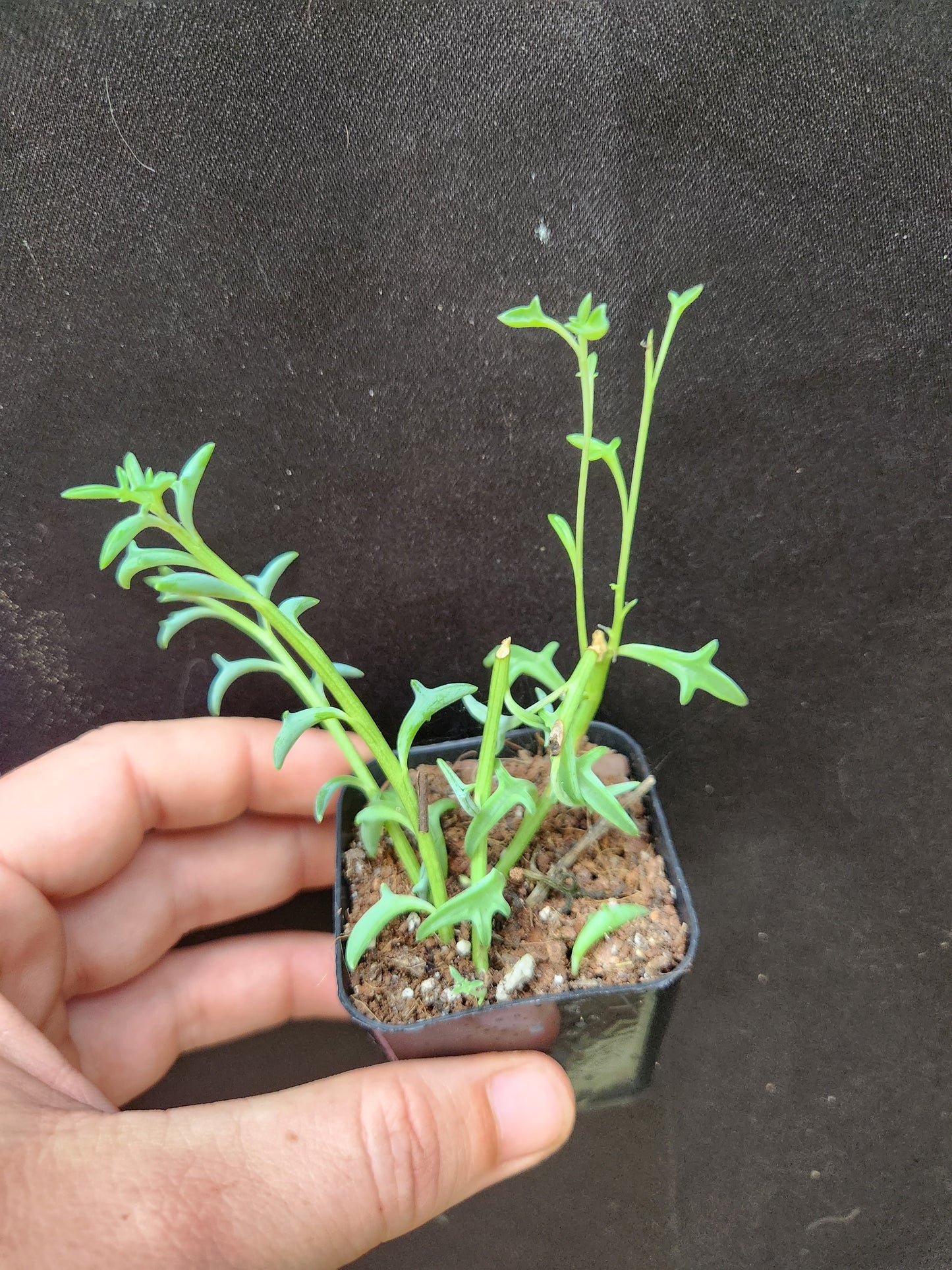 String of Dolphins