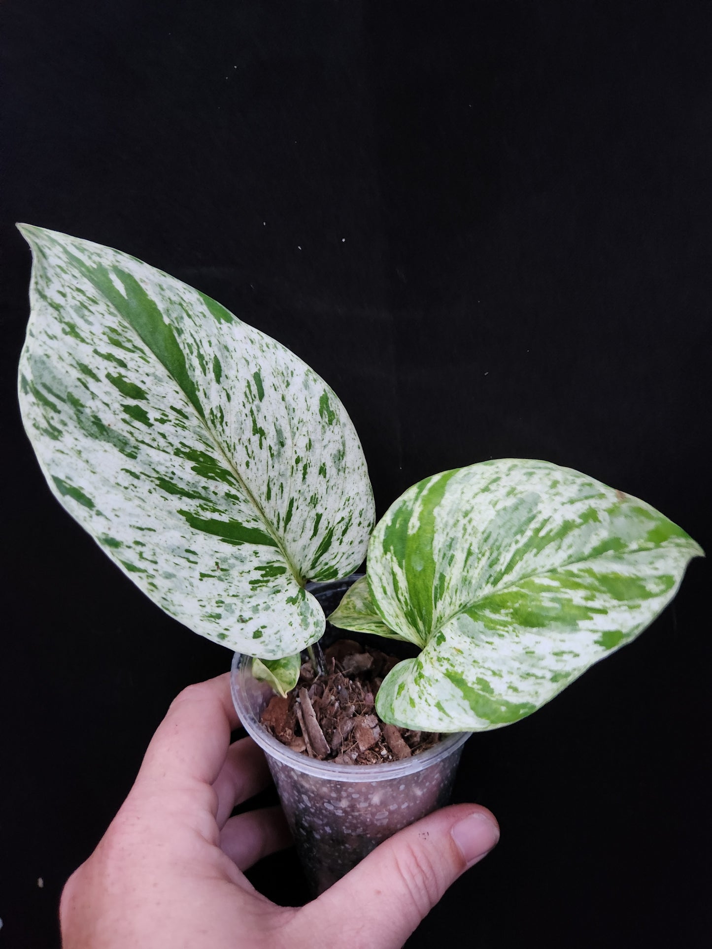 Snow Queen Pothos