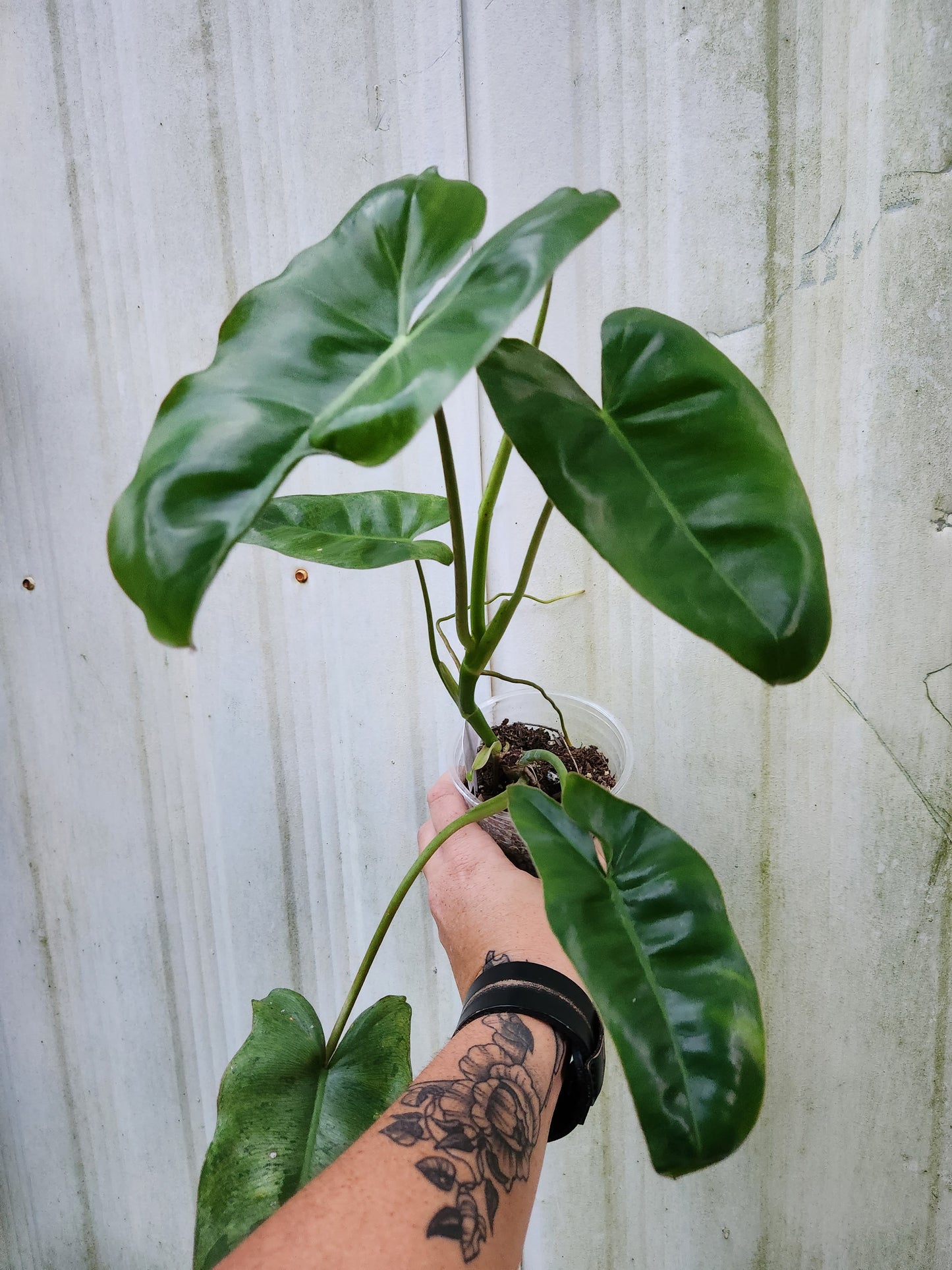 Pariaso Verde Philodendron