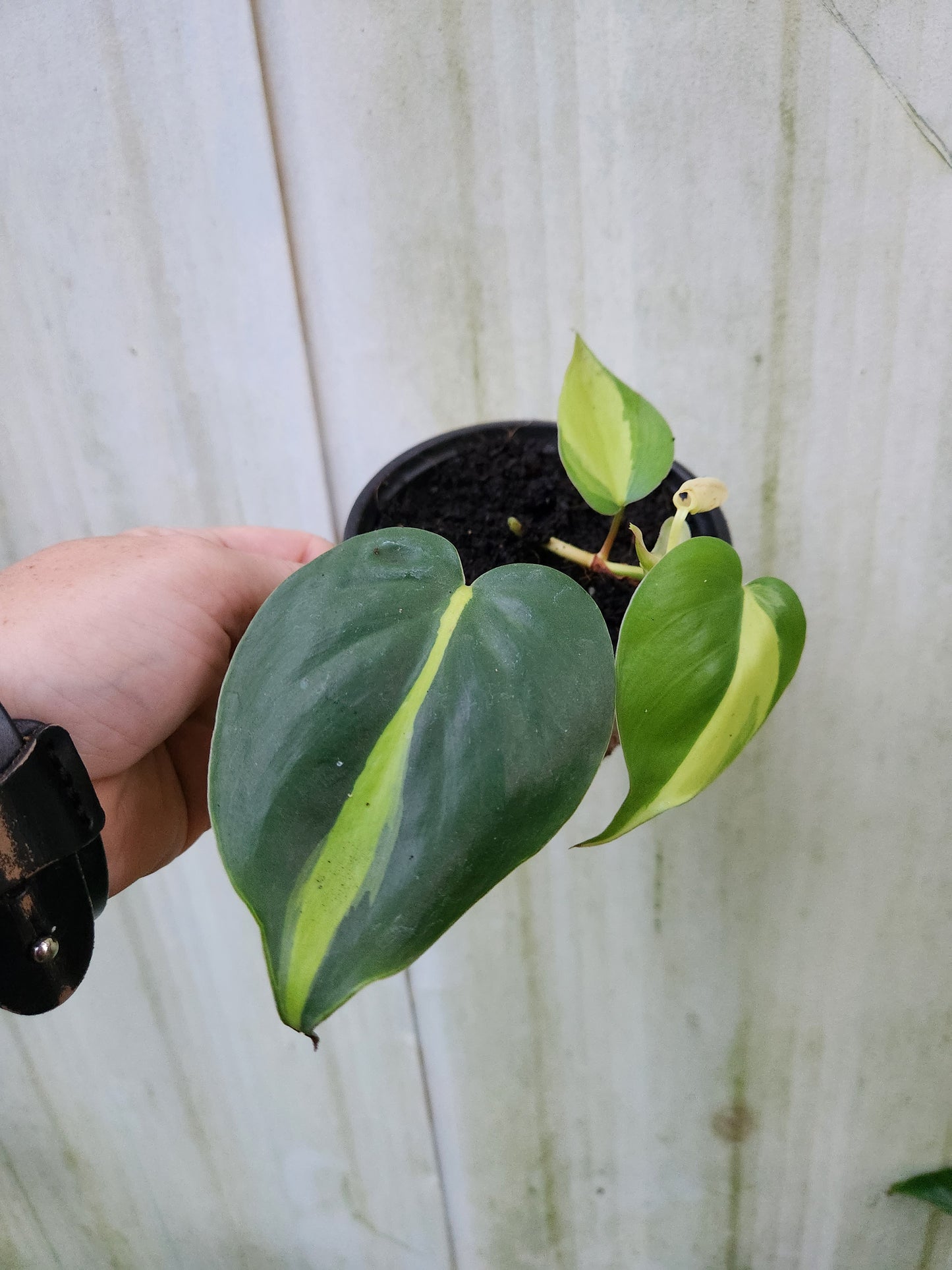 Philodendron Brasil