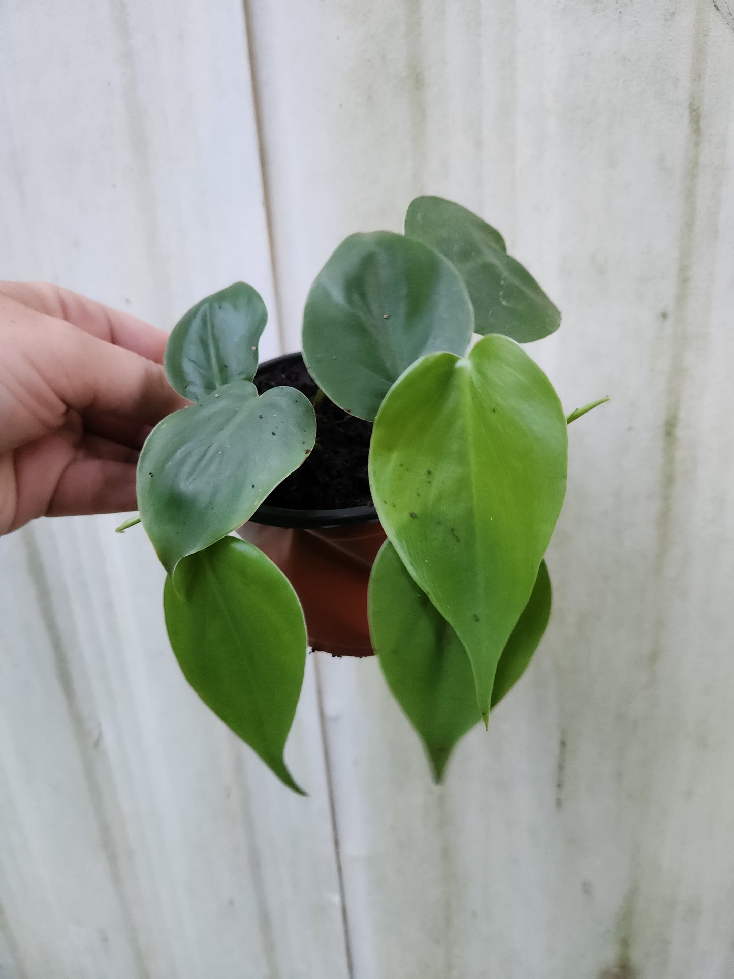 Heartleaf Philodendron