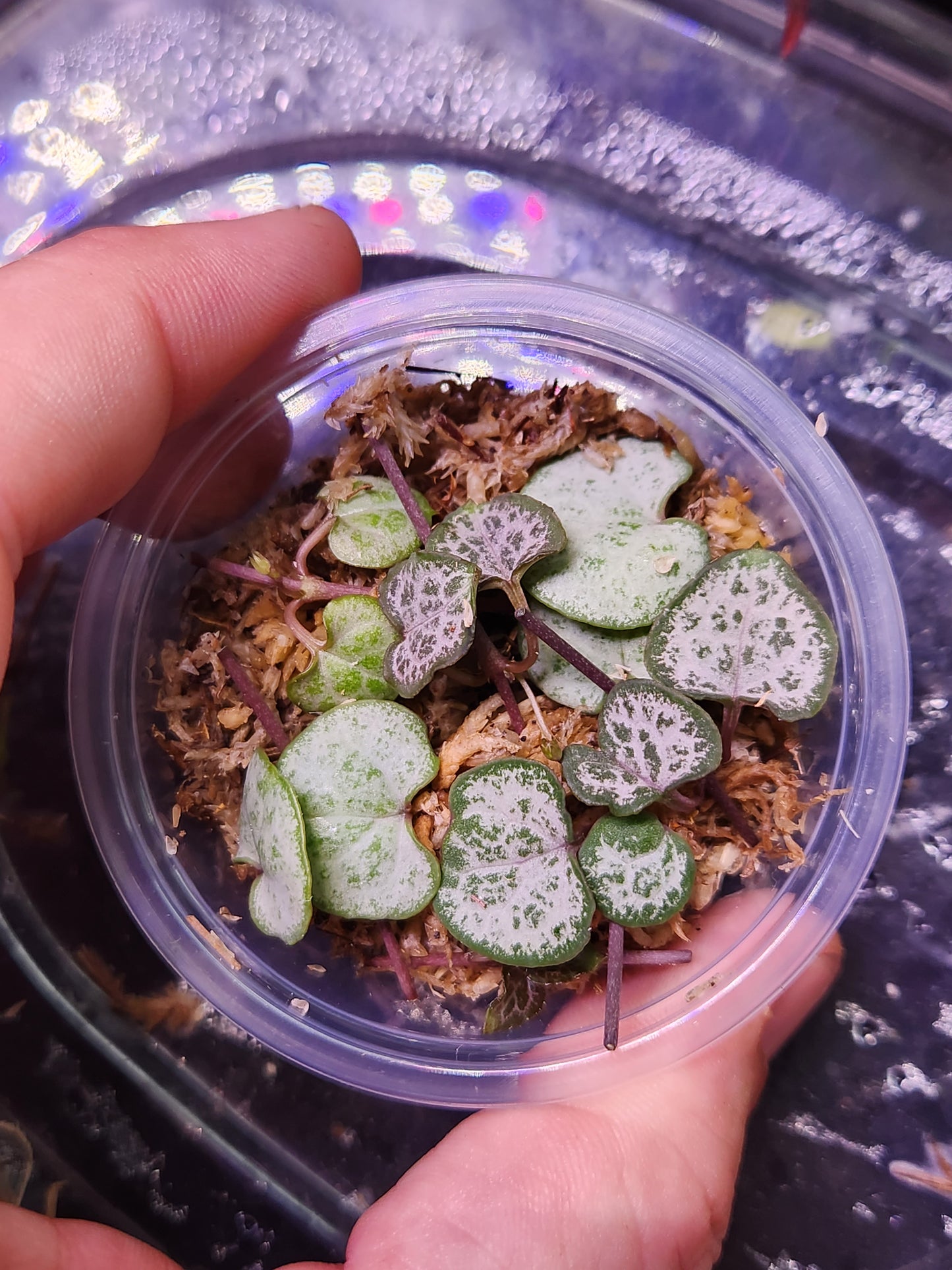 String of Things Propagation Kits